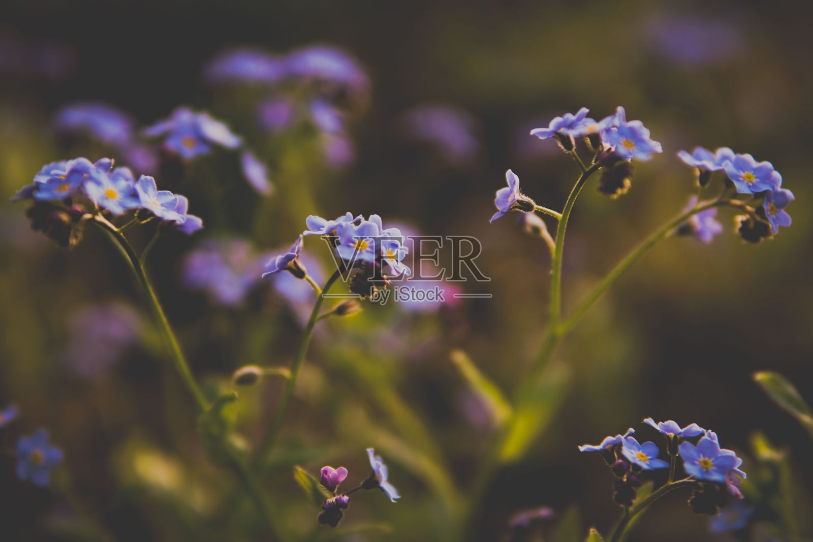 开花的树肌炎特写照片摄影图片