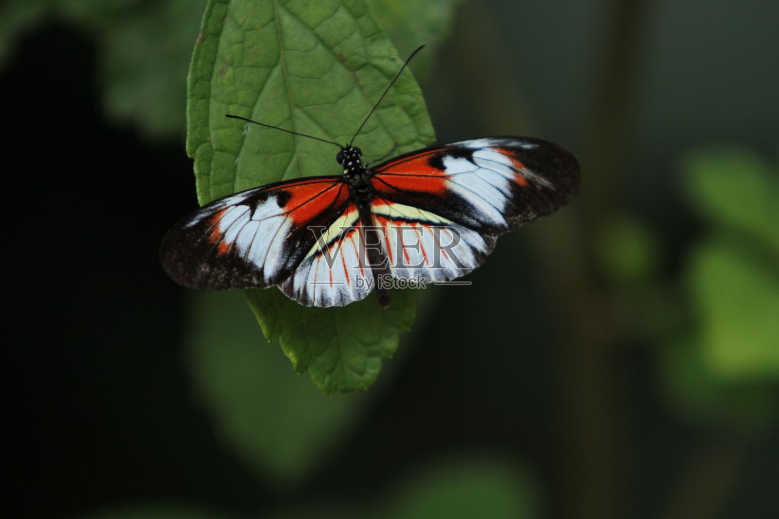 蝴蝶栖息在树叶上的选择性聚焦镜头照片摄影图片
