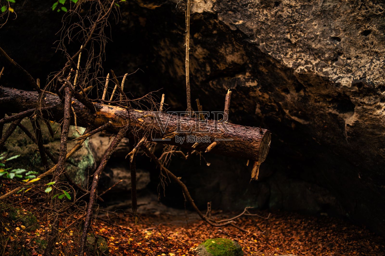 特写镜头的黑暗森林在秋天。照片摄影图片