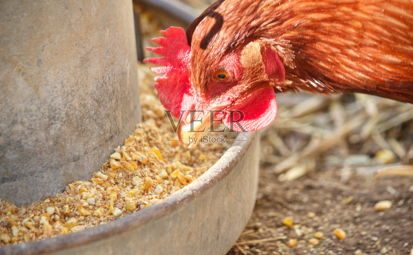伊萨棕色的母鸡头在它的碗里吃牧场，特写和强烈的自然光照片摄影图片