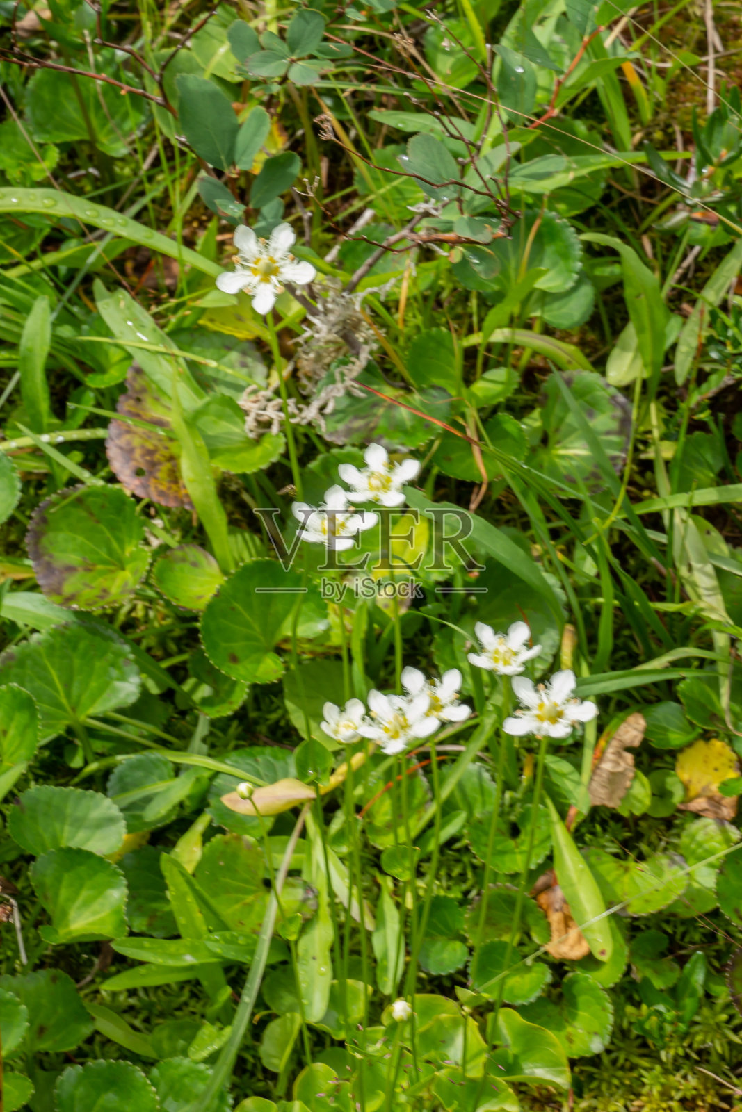 Parnassia fimbriata的垂直特写。照片摄影图片