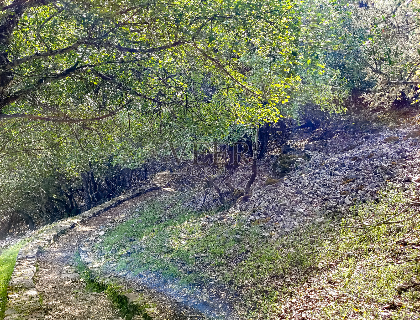 山谷里的树照片摄影图片