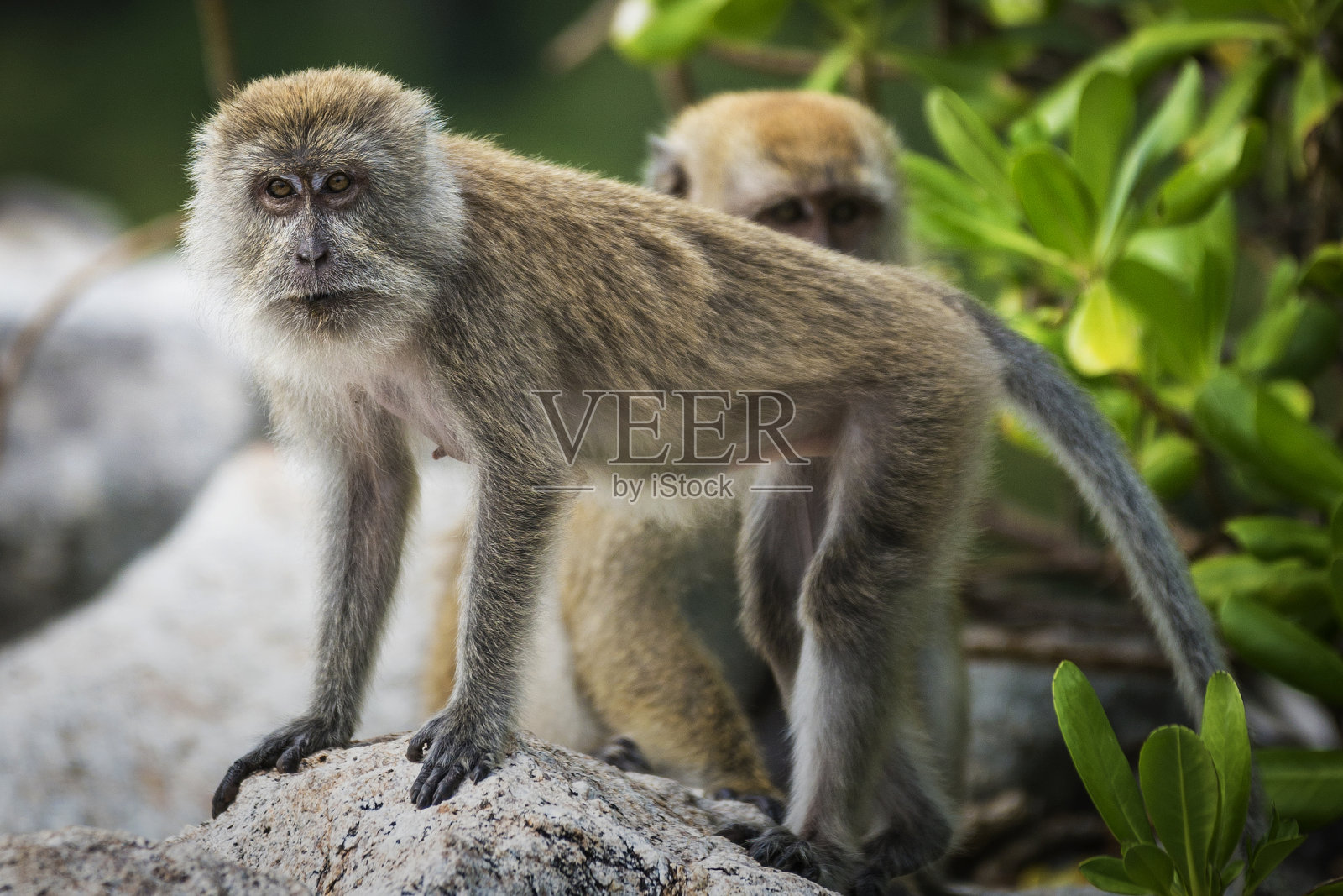 马来西亚的猕猴照片摄影图片
