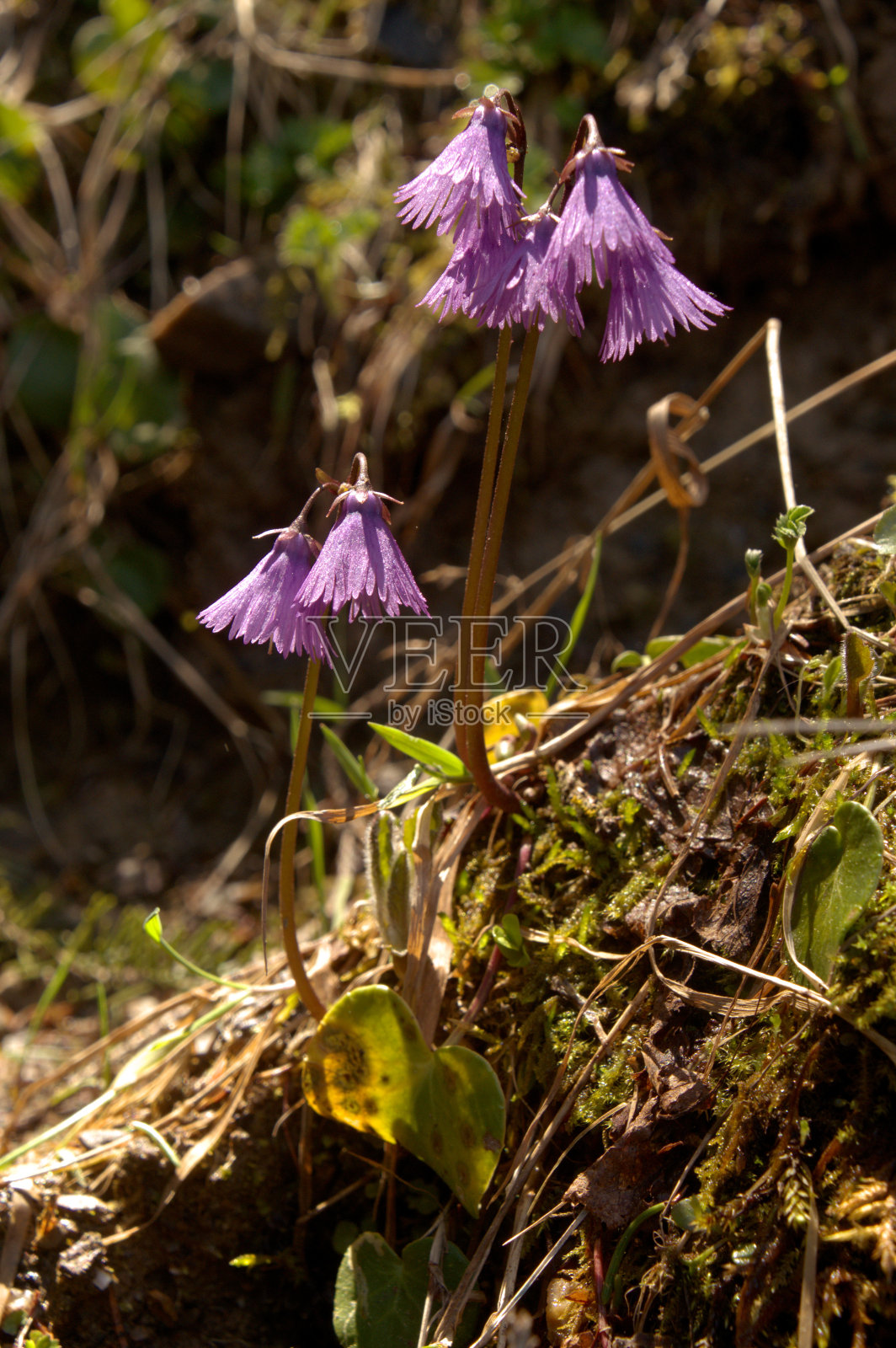 高山雪铃照片摄影图片