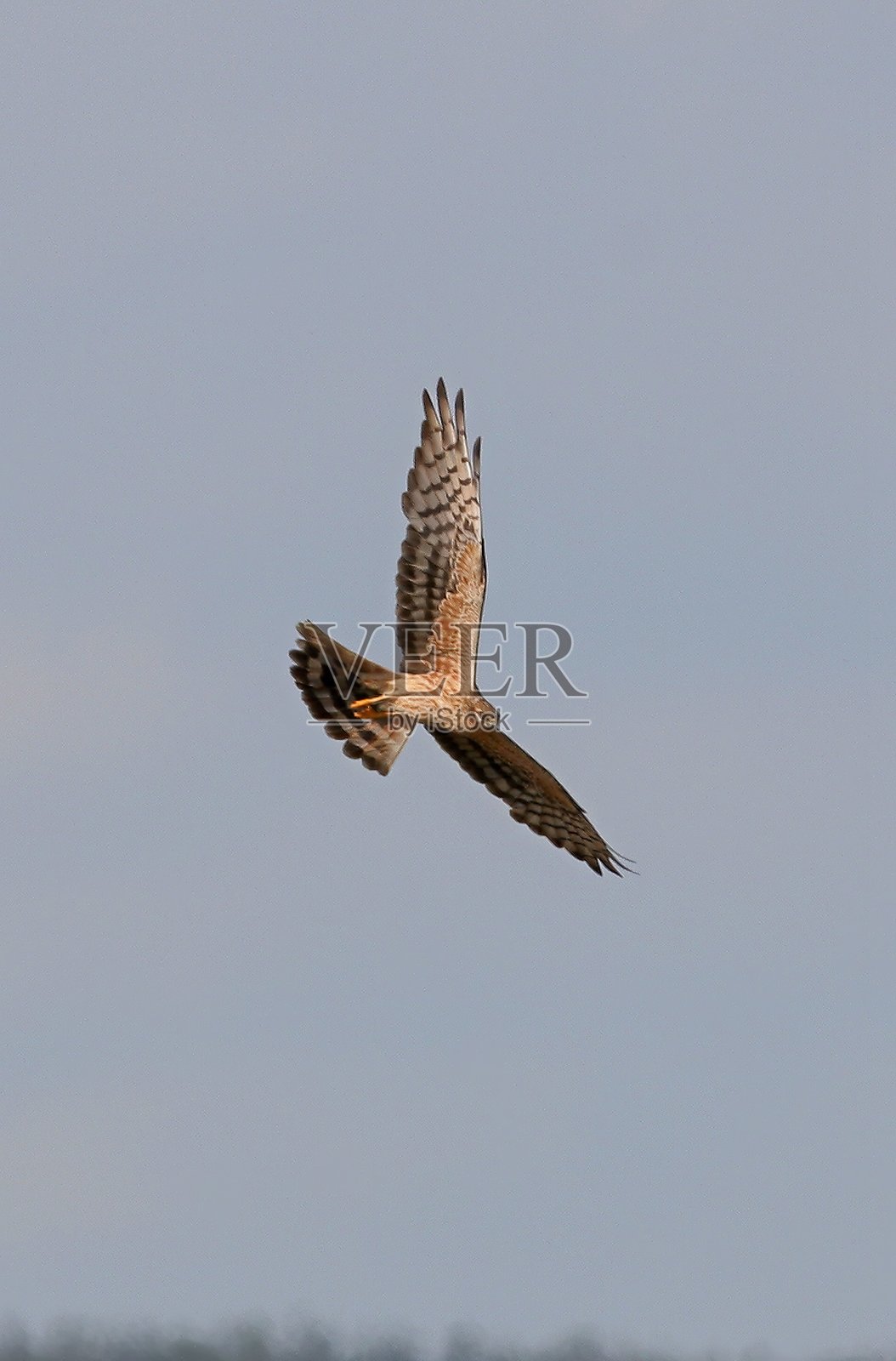 蒙塔古的鹞(马戏团的侏儒)照片摄影图片