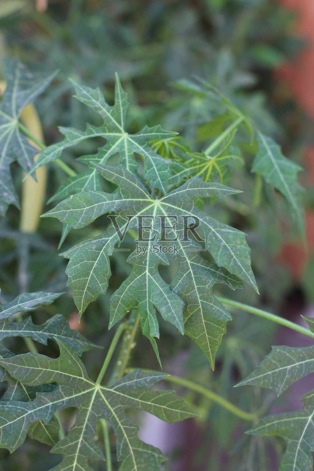 菠菜或茶雅(Cnidoscolus Chayamansa McVaugh)的新鲜绿叶照片摄影图片