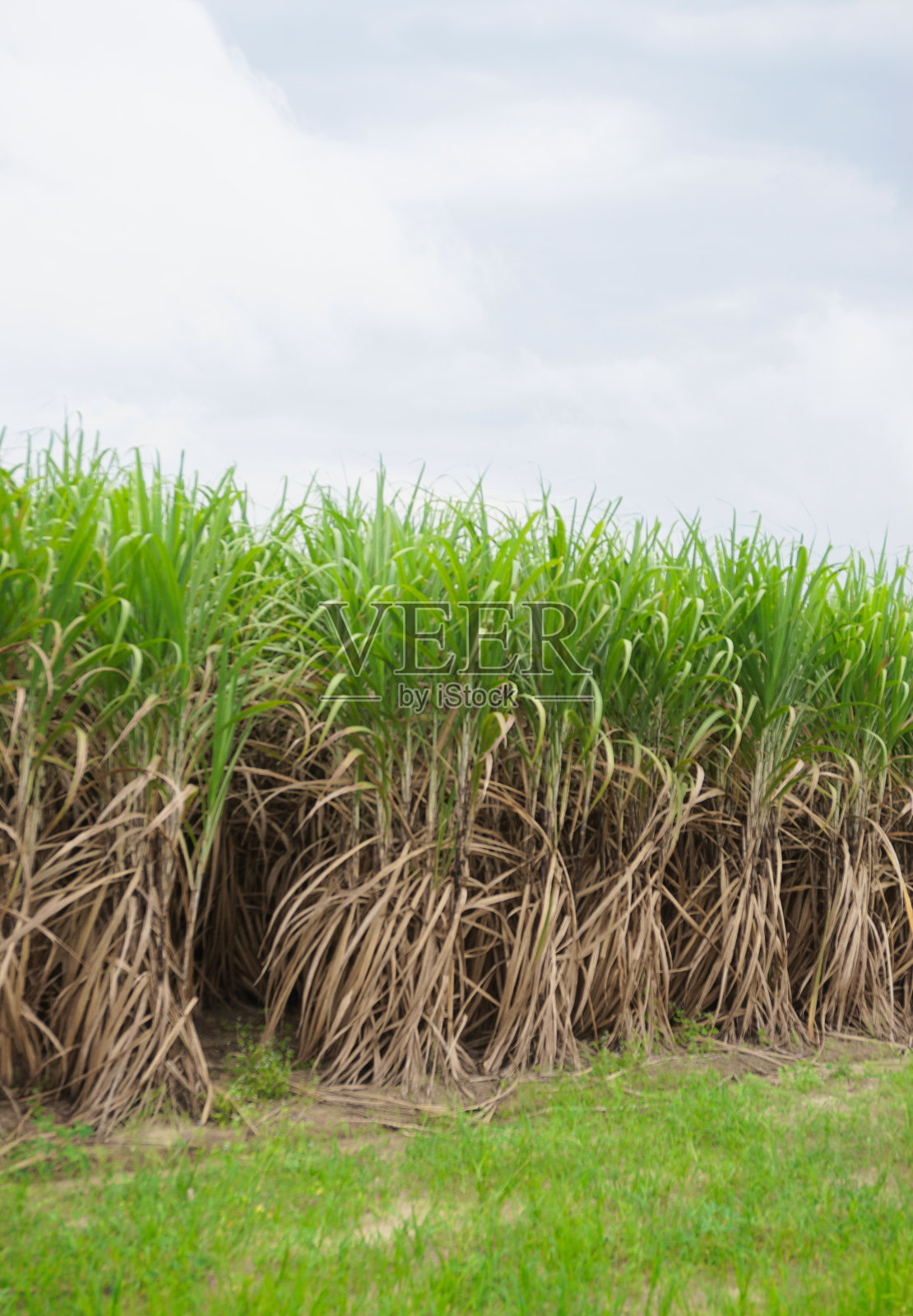 农场甘蔗生长，农业背景照片摄影图片
