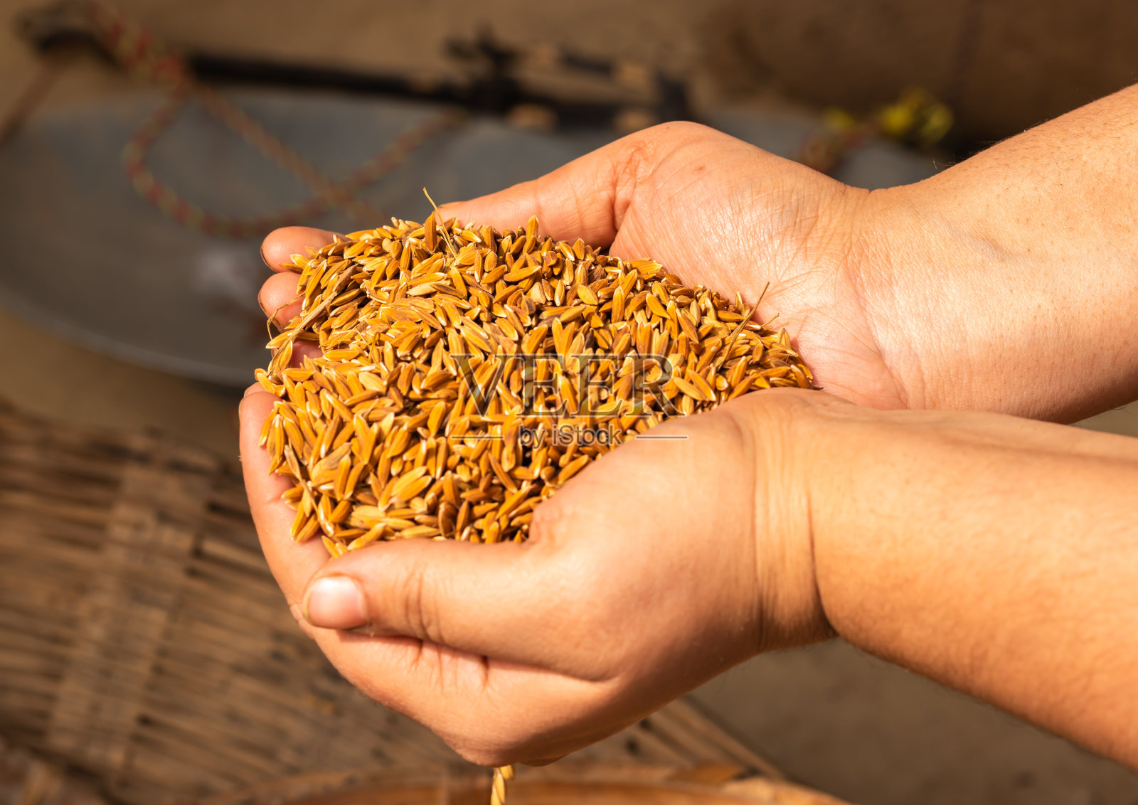 白天，稻子从顶部的角度放在女孩手中照片摄影图片