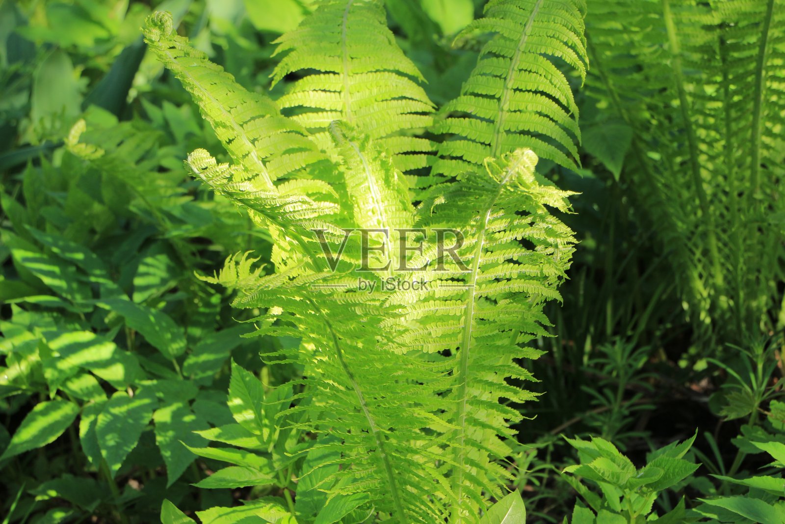花园里的绿色蕨类树叶。照片摄影图片