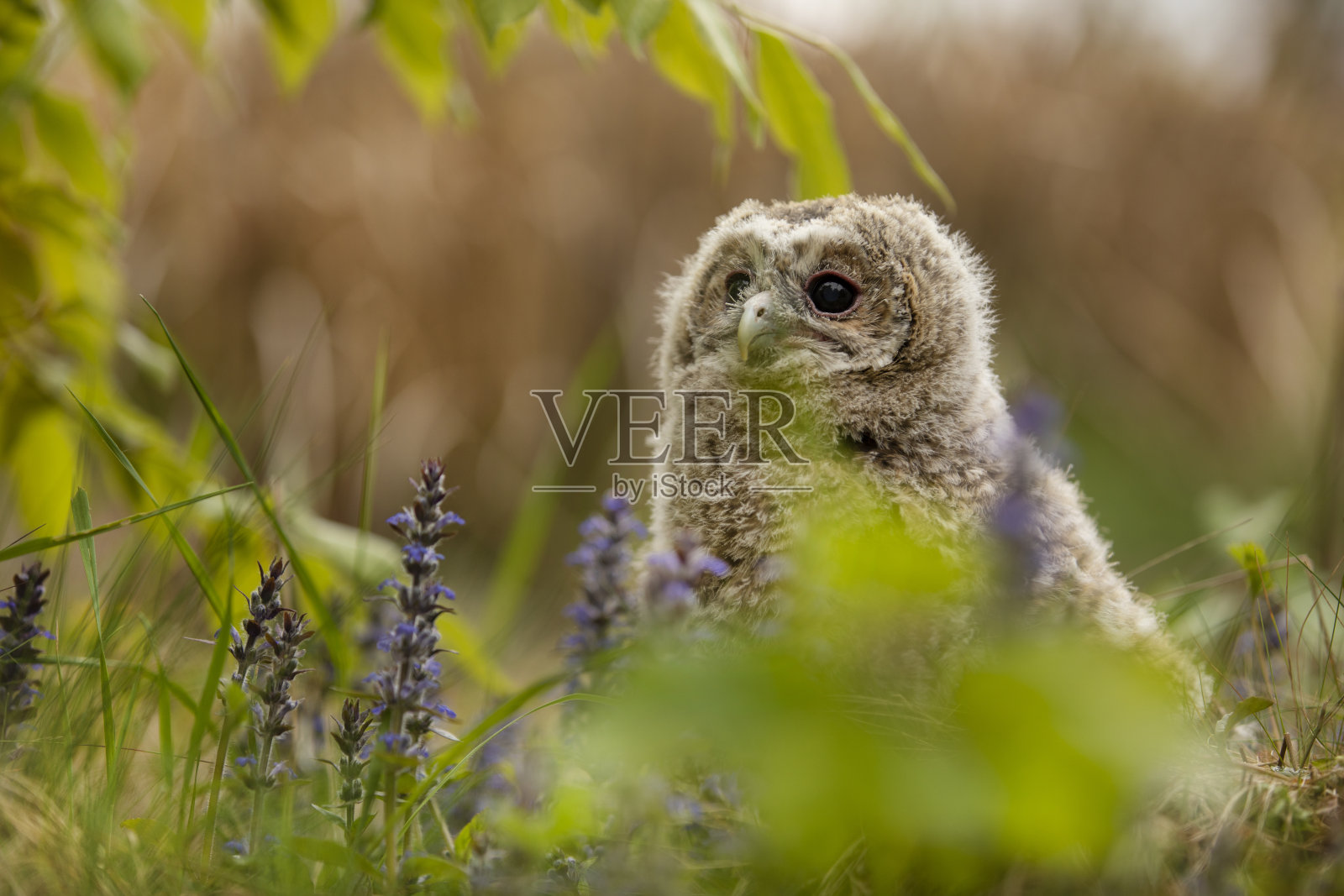 茶色猫头鹰，Strix aluco，雏鸟，刚从花巢里出来。捷克共和国照片摄影图片