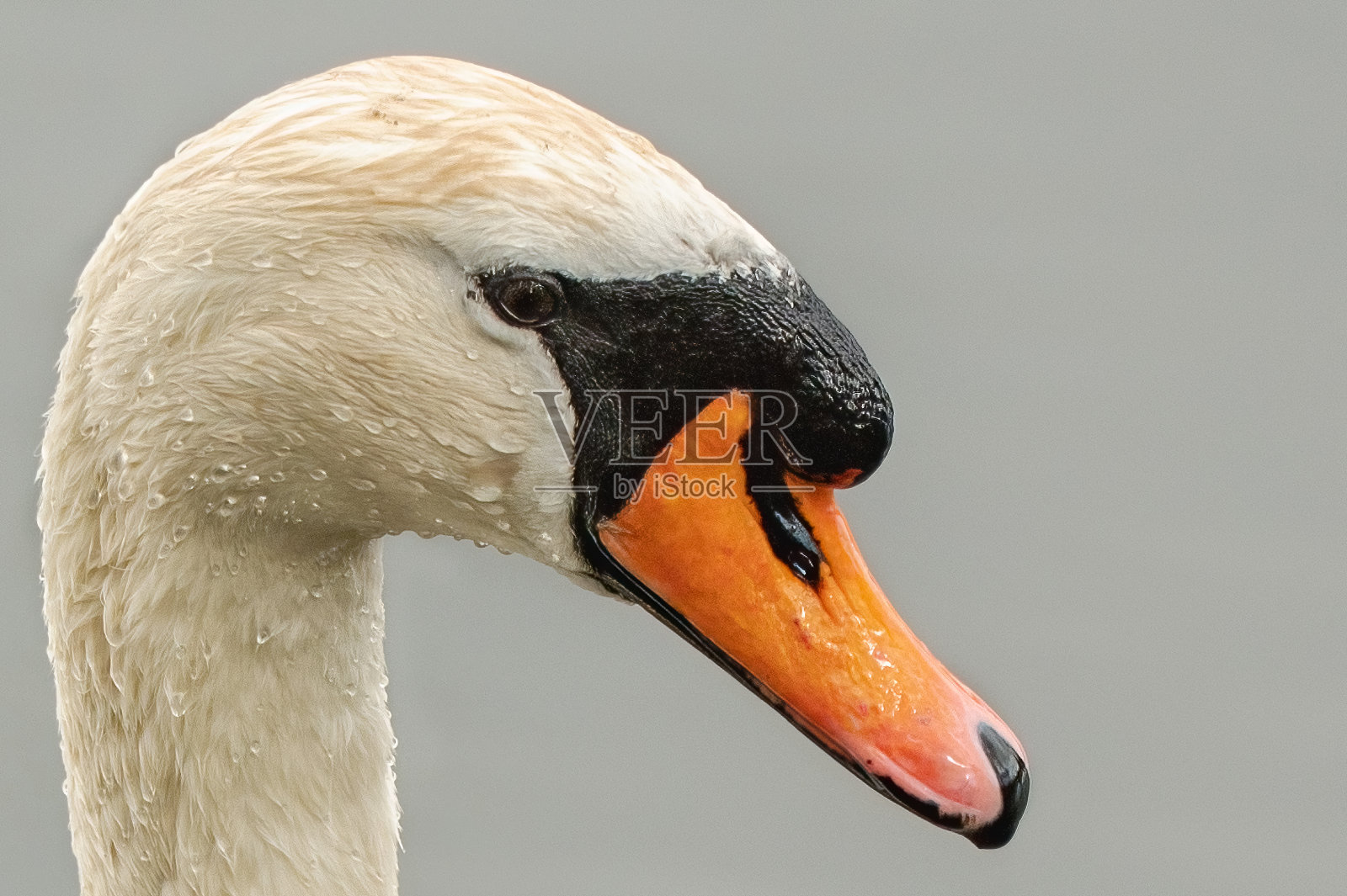 白天鹅头照片摄影图片