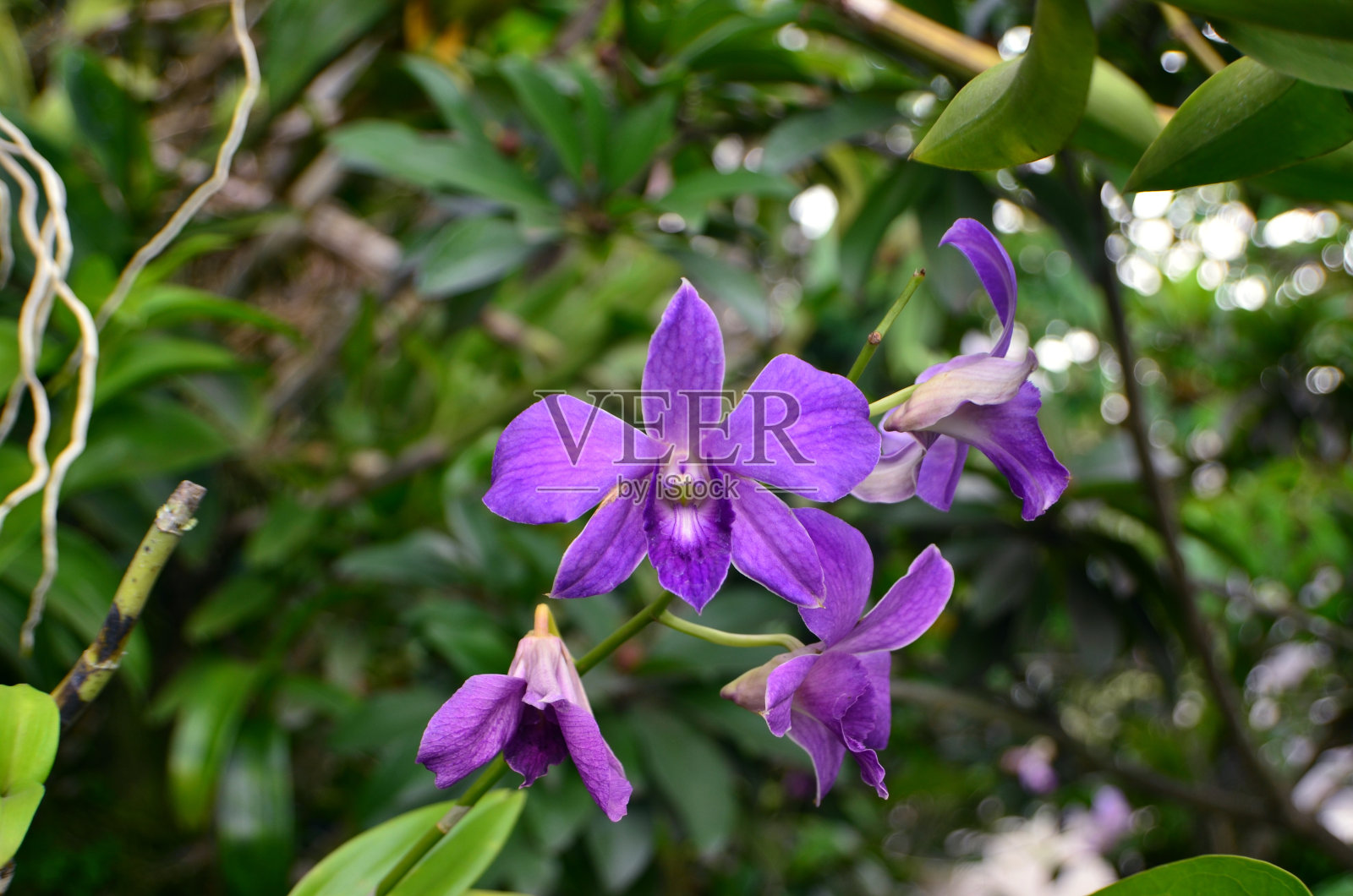 铁皮石斛照片摄影图片