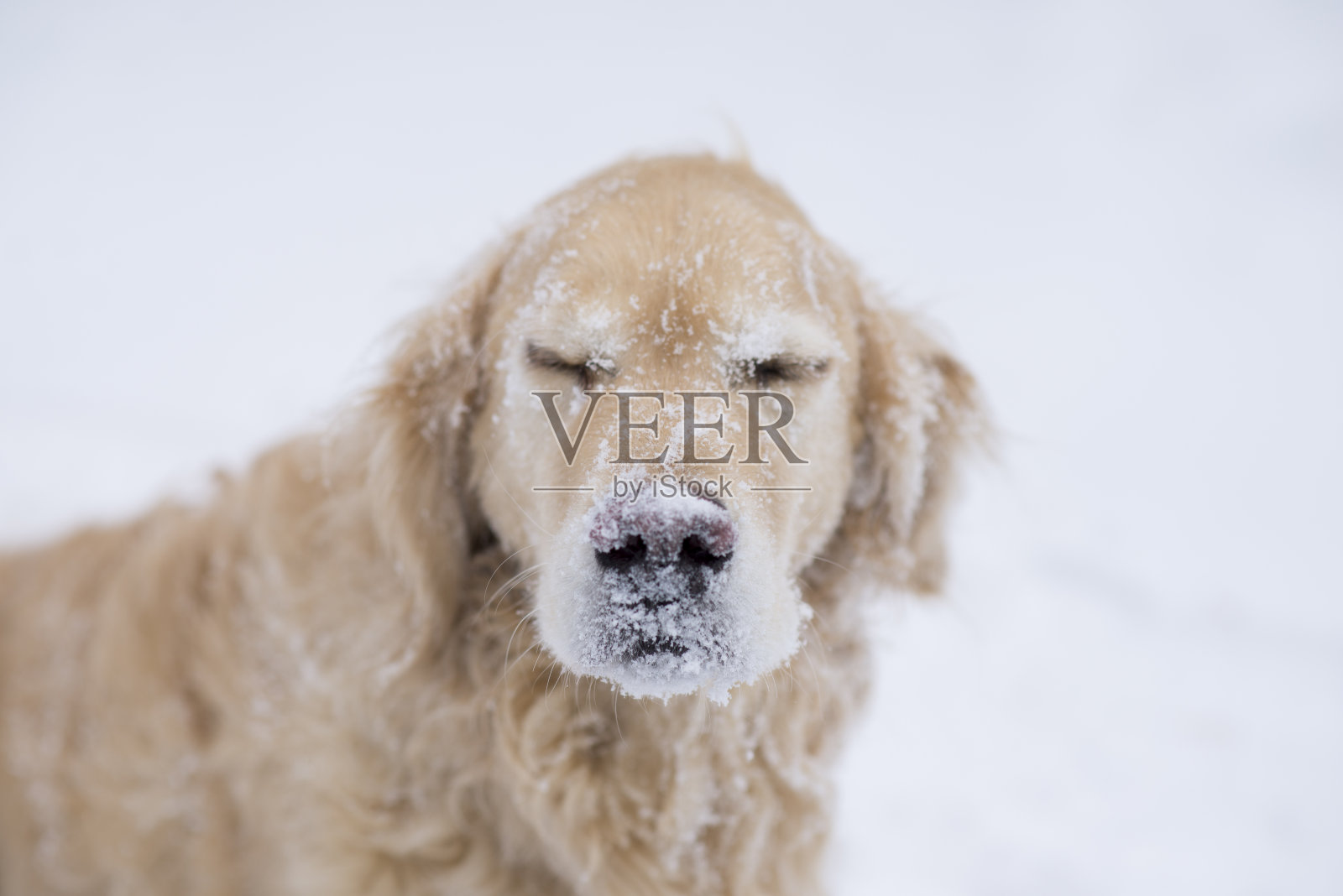 冬天的狗照片摄影图片