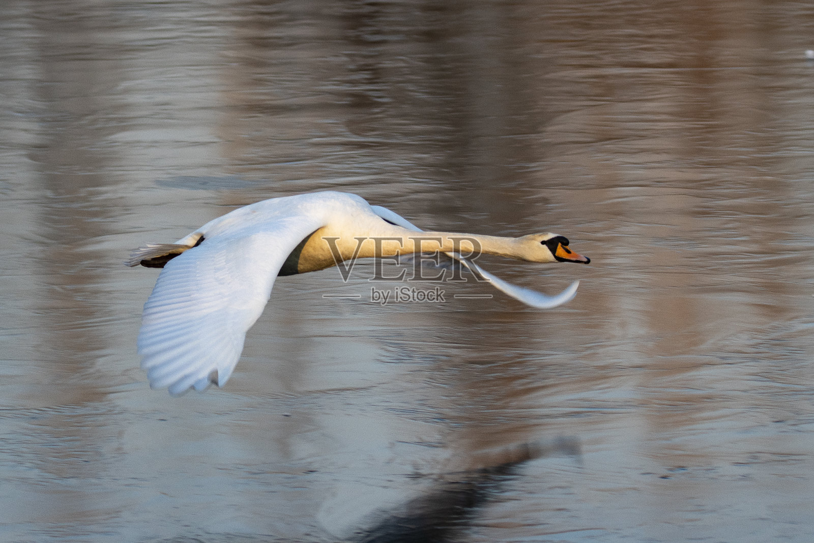 天鹅照片摄影图片