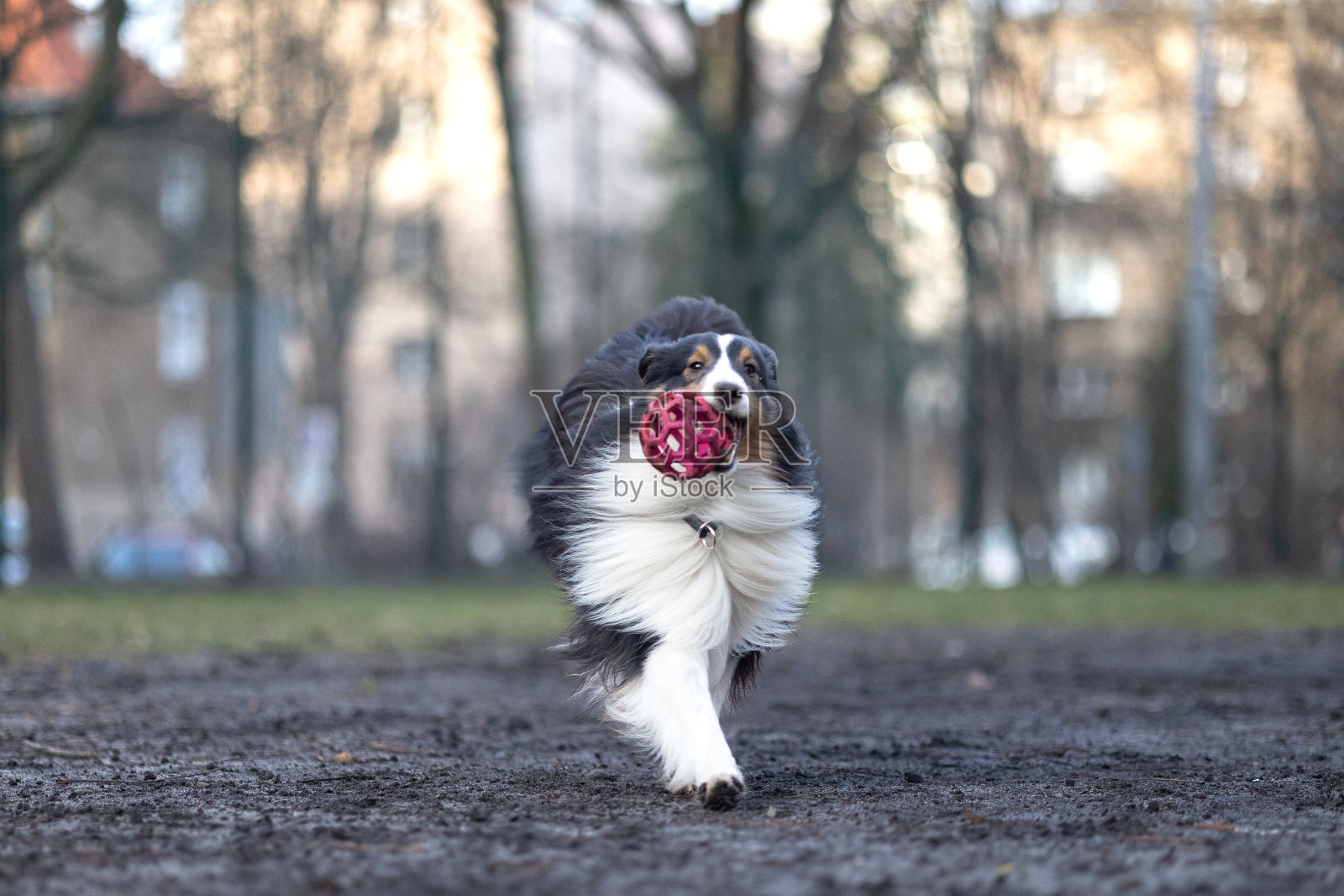 喜乐蒂牧羊犬玩球照片摄影图片