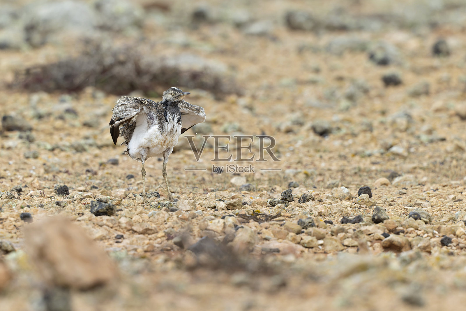 一只加那利毛羽鸟(波状衣原体毛羽)从羽毛上抖雨照片摄影图片