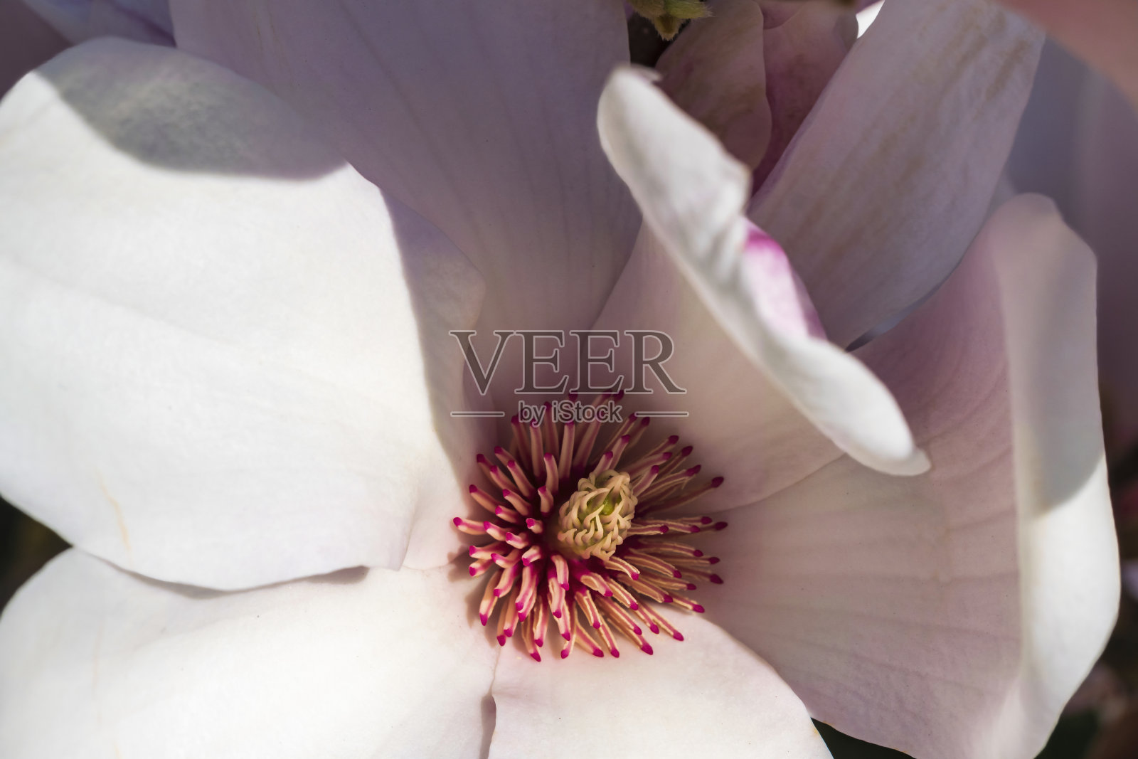 德国威斯巴登的木兰花照片摄影图片