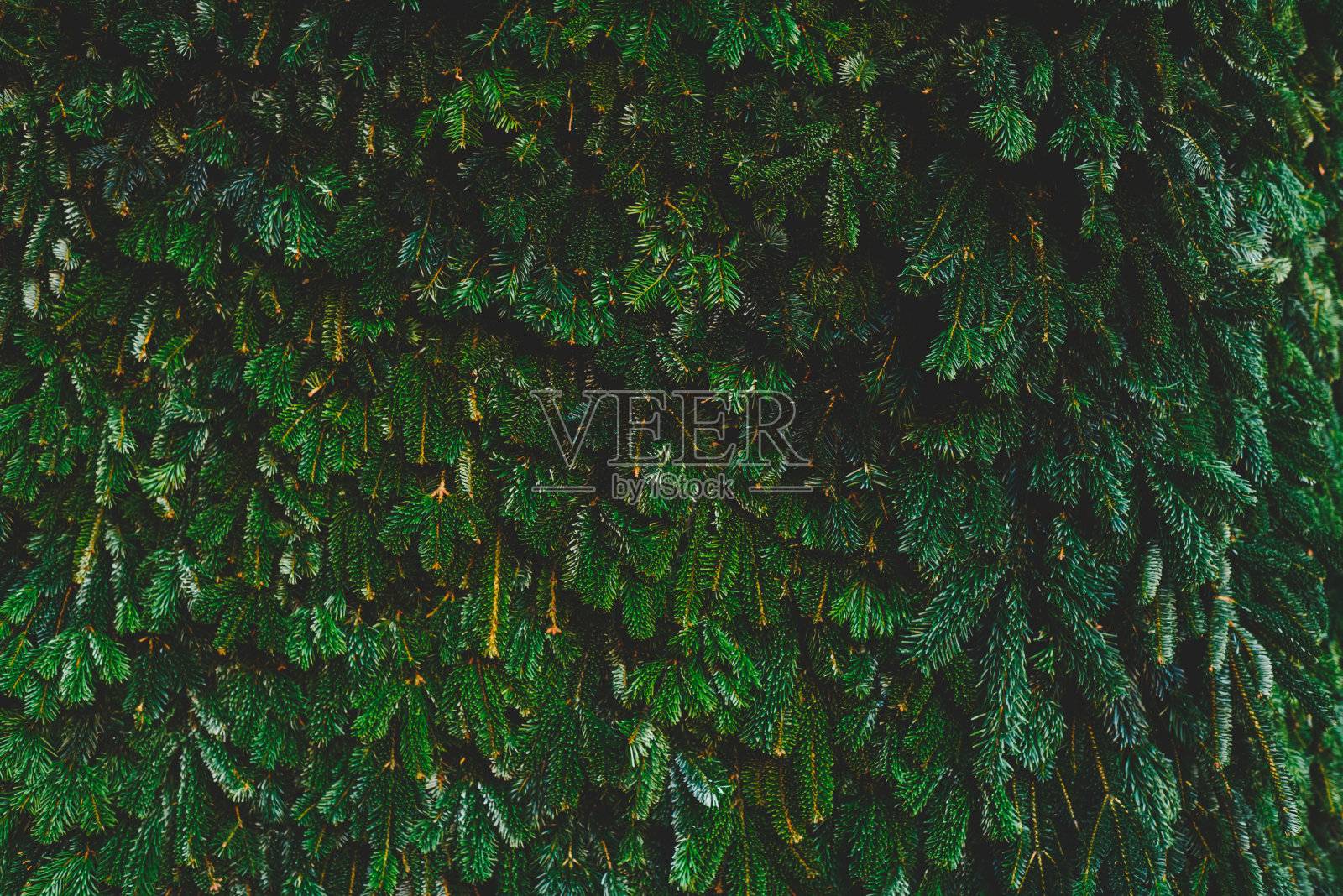 绿色多刺的针叶树枝照片摄影图片