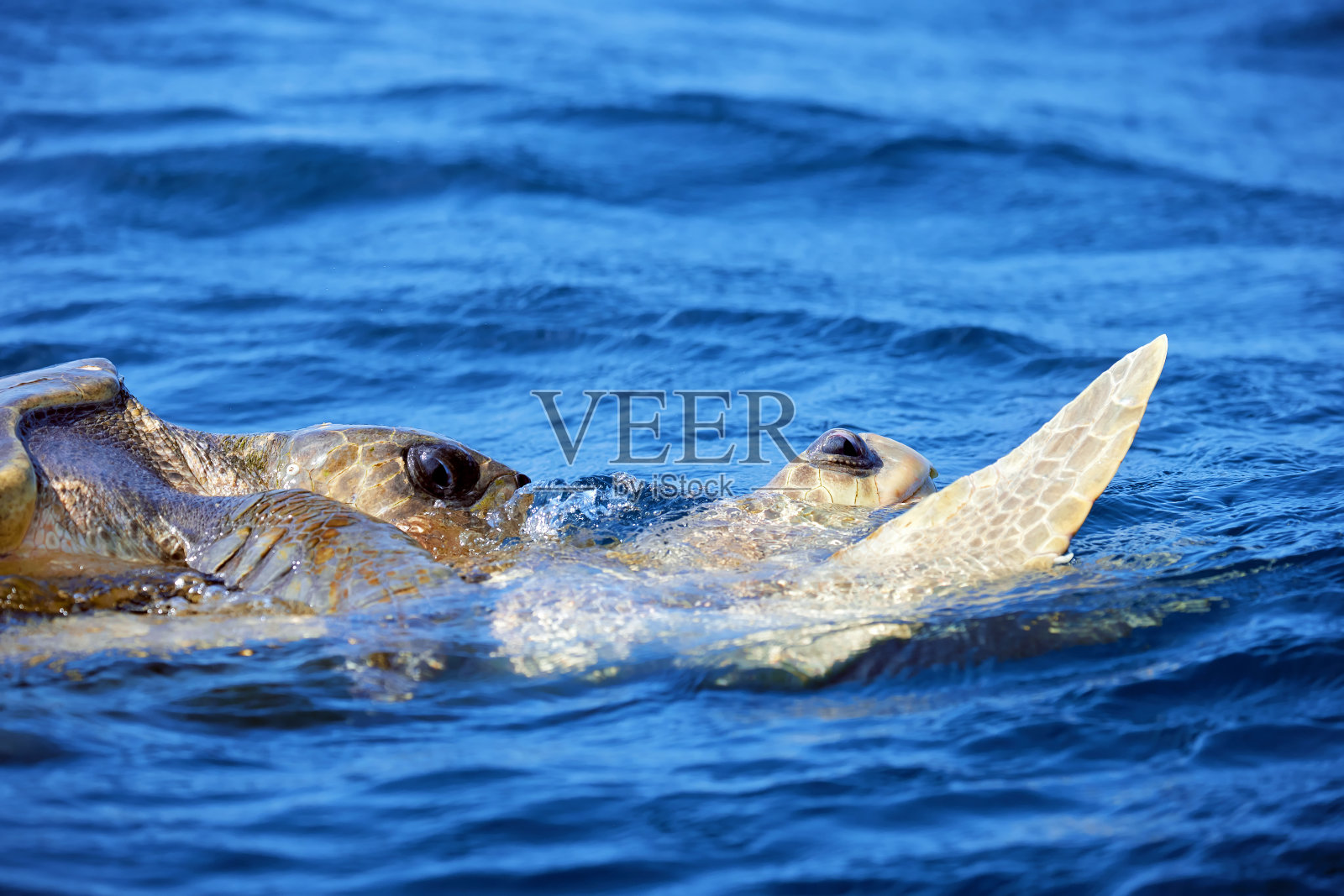 海龟在开阔的海洋中交配。橄榄蠵龟或橄榄鳞龟在交配游戏期间。海洋爬行动物的生活照片摄影图片