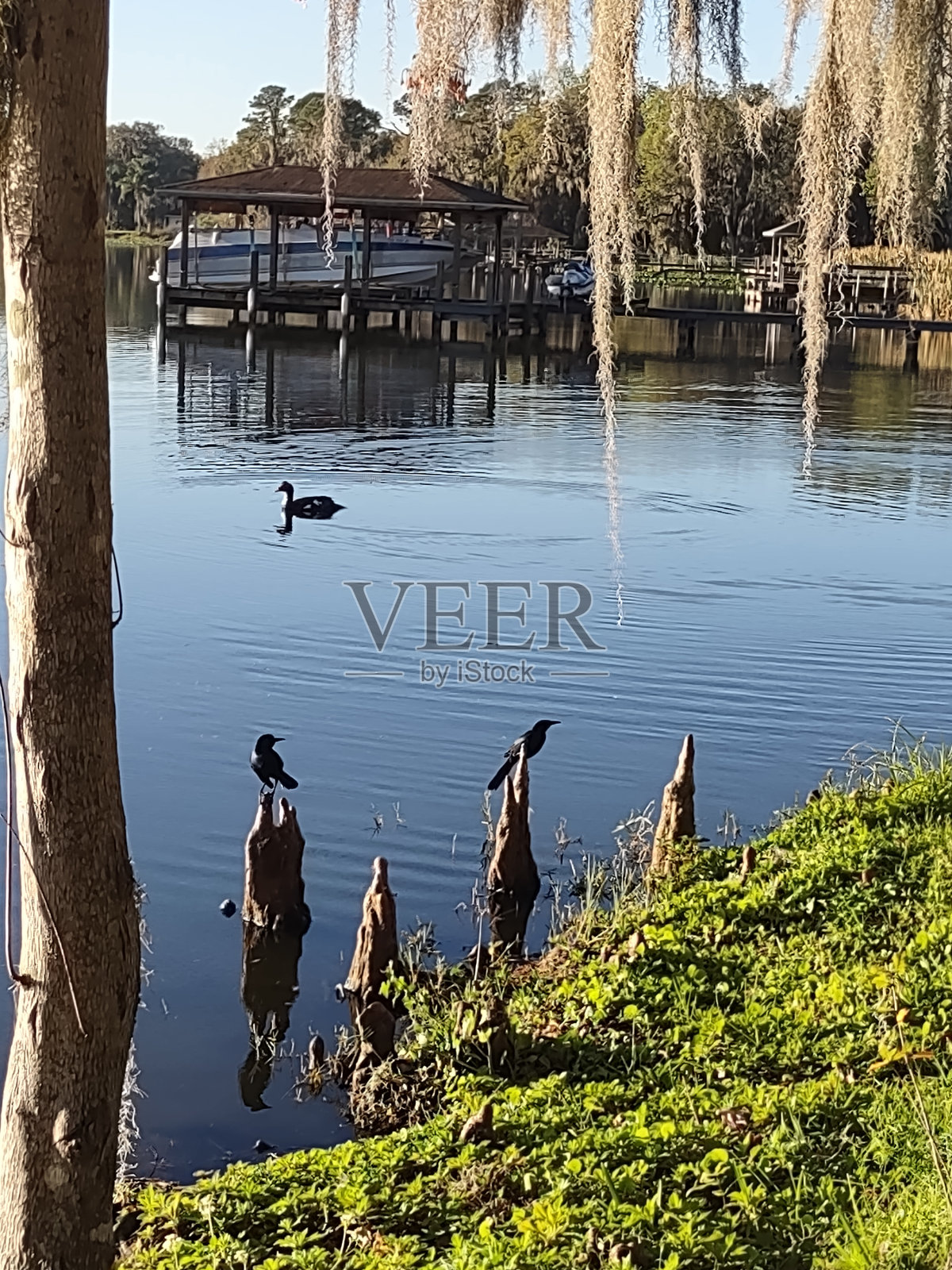 柏树上的乌鸦照片摄影图片