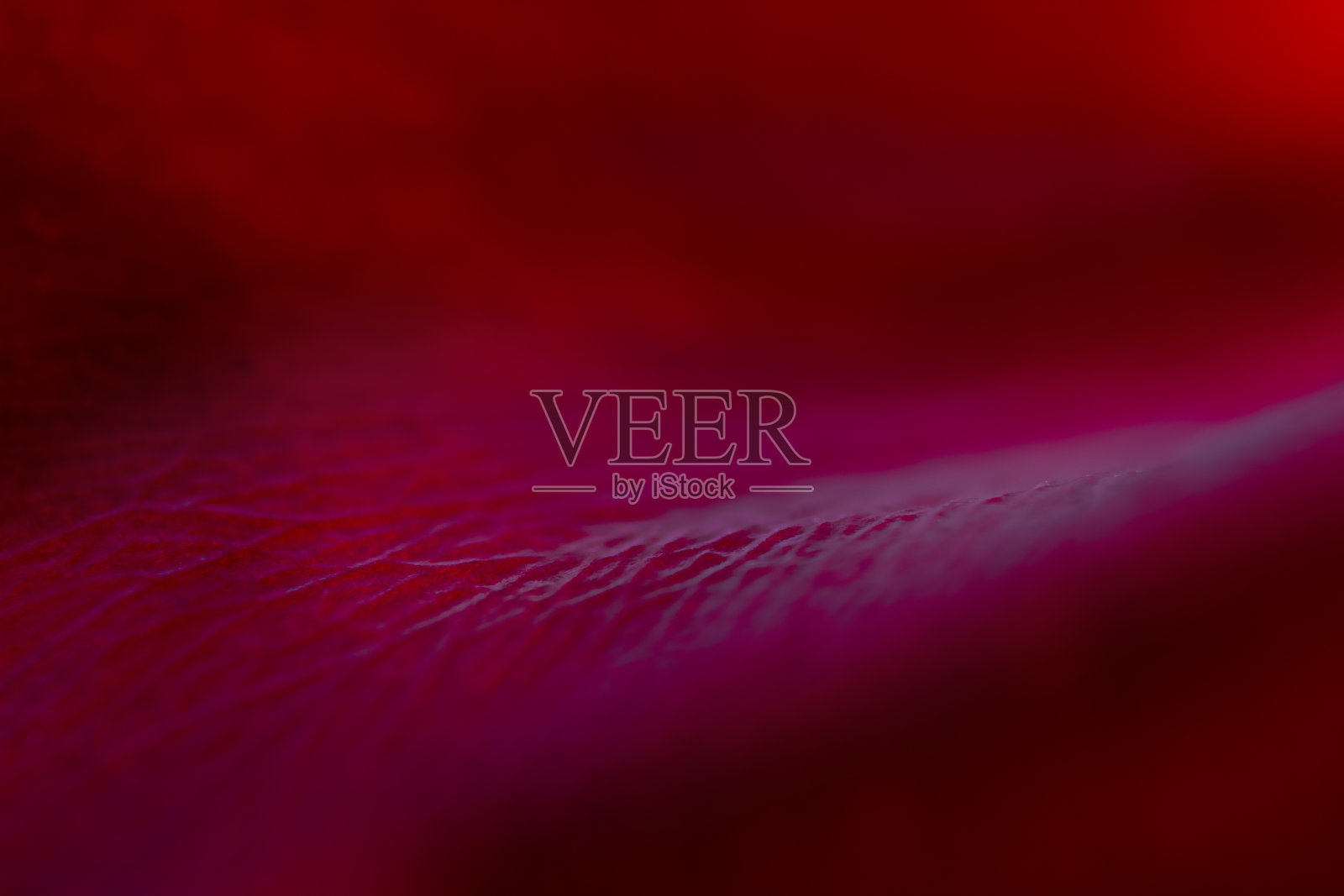 抽象自然，红色背景。大量的红玫瑰花瓣。照片摄影图片