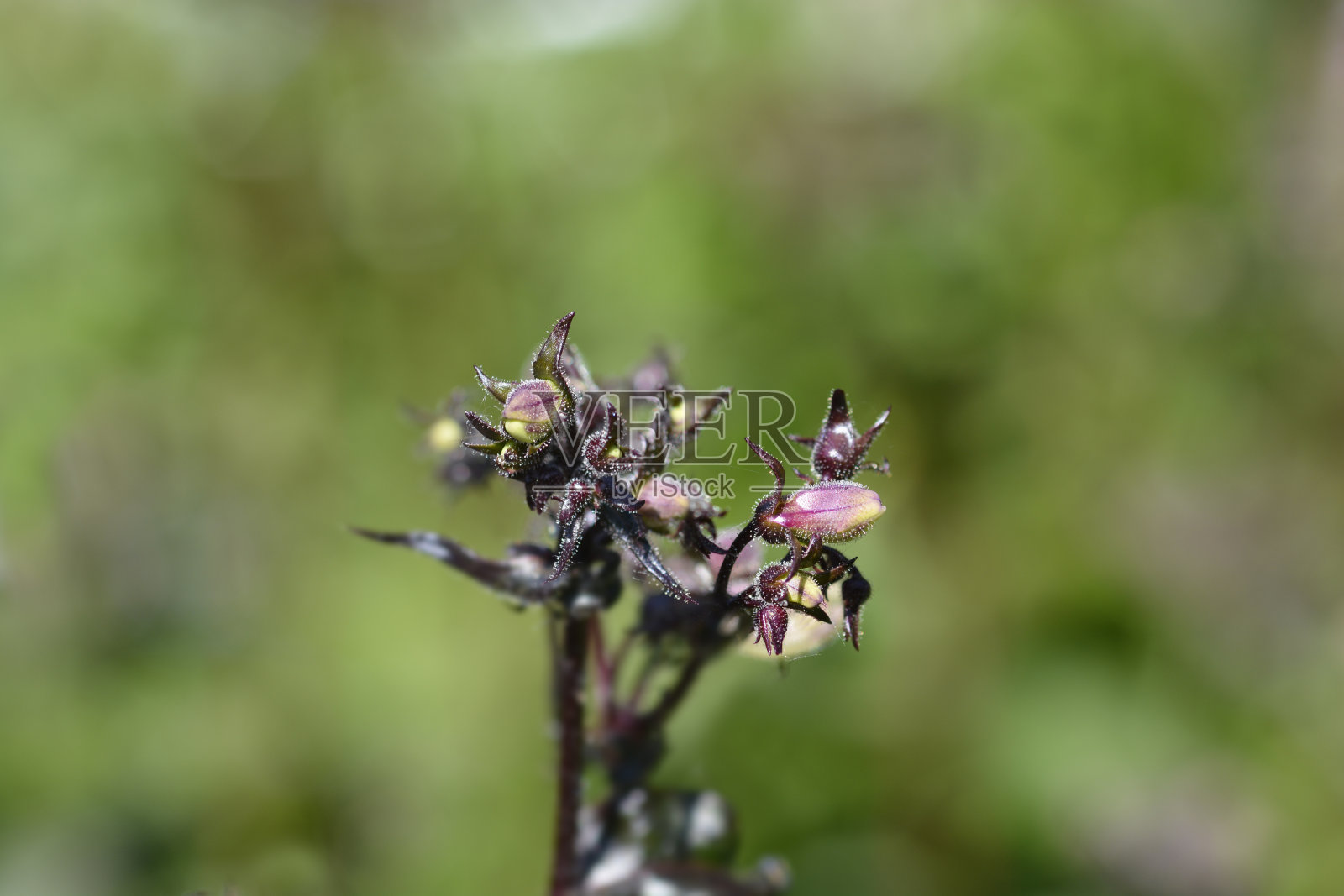 毛地黄，毛地黄，胡舌，壳红照片摄影图片