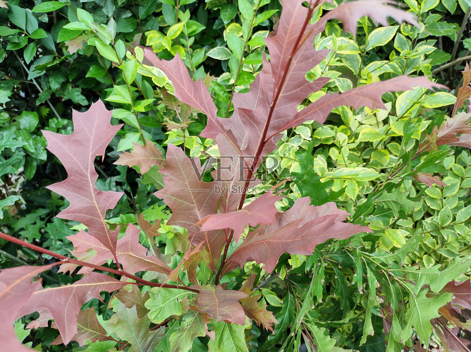 德克萨纳栎“新马德里”照片摄影图片