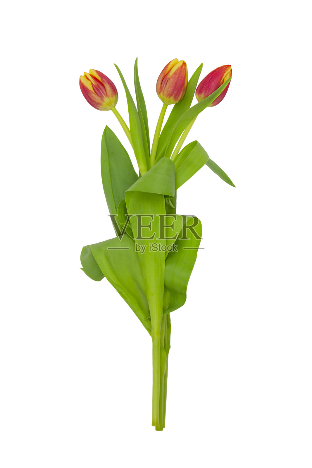 粉红色，美丽的郁金香孤立在白色的背景上。剪切路径照片摄影图片