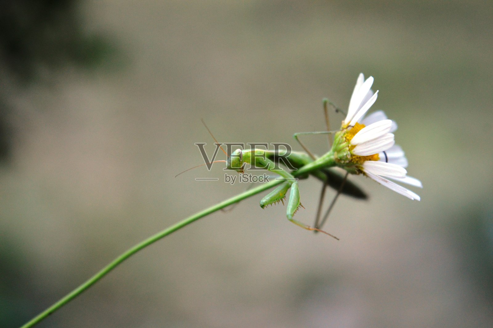 花上的绿色螳螂照片摄影图片