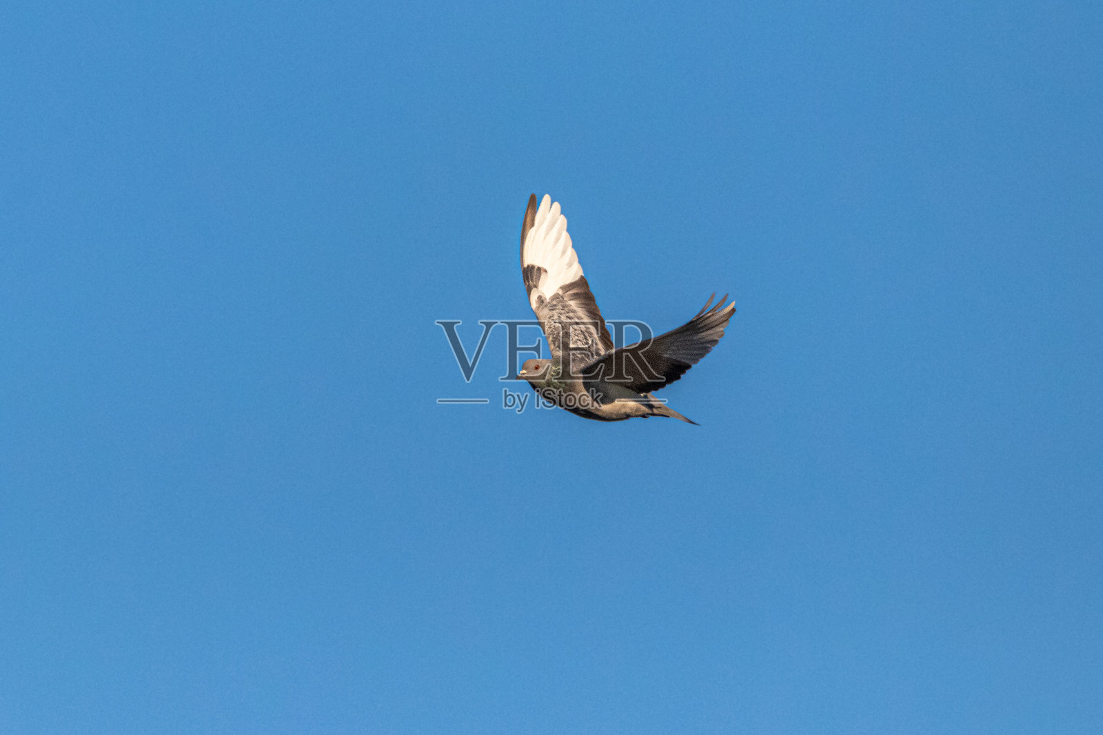 岩鸽在冬日的晨光中飞翔照片摄影图片