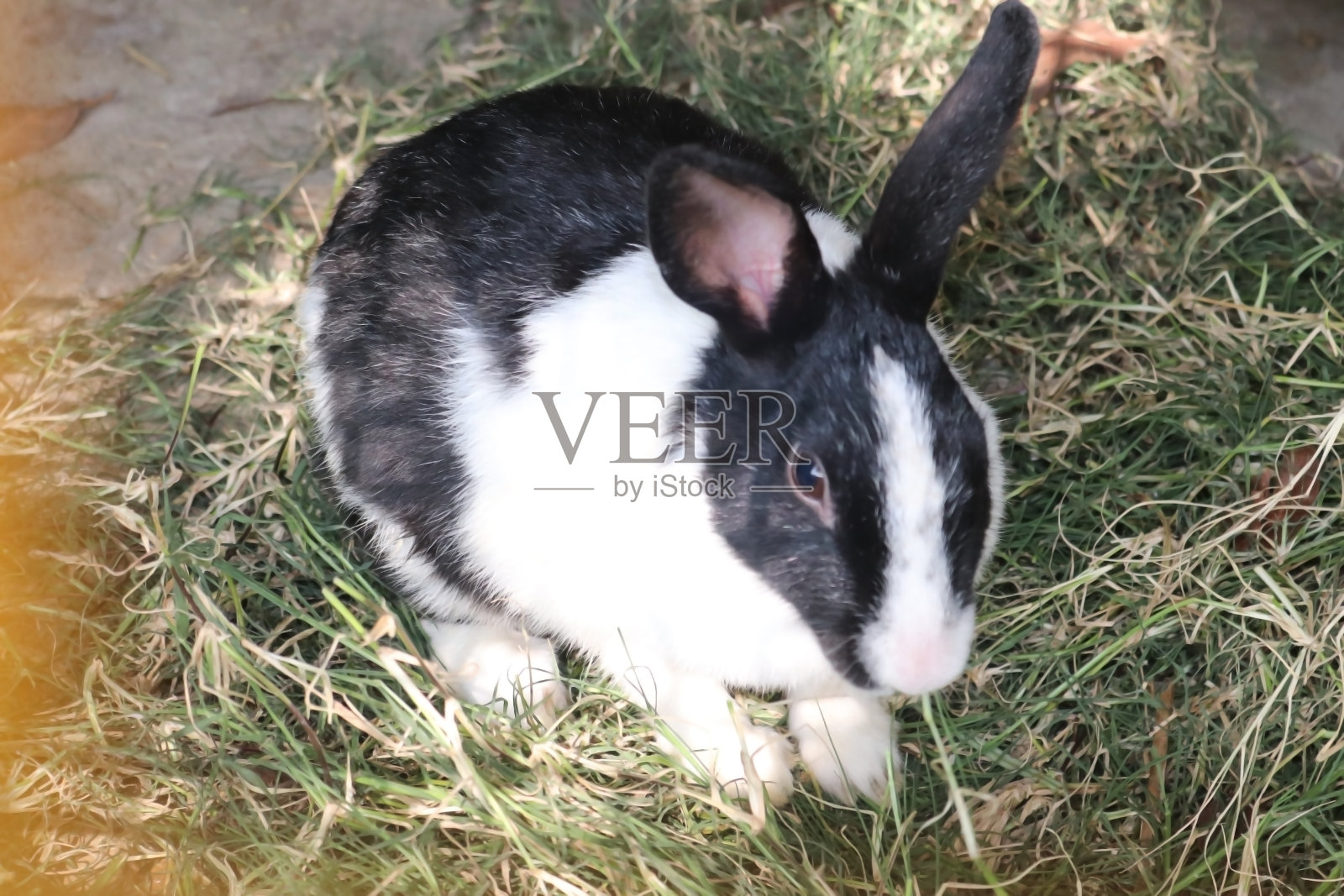 兔子，也被称为小兔子或小兔子照片摄影图片