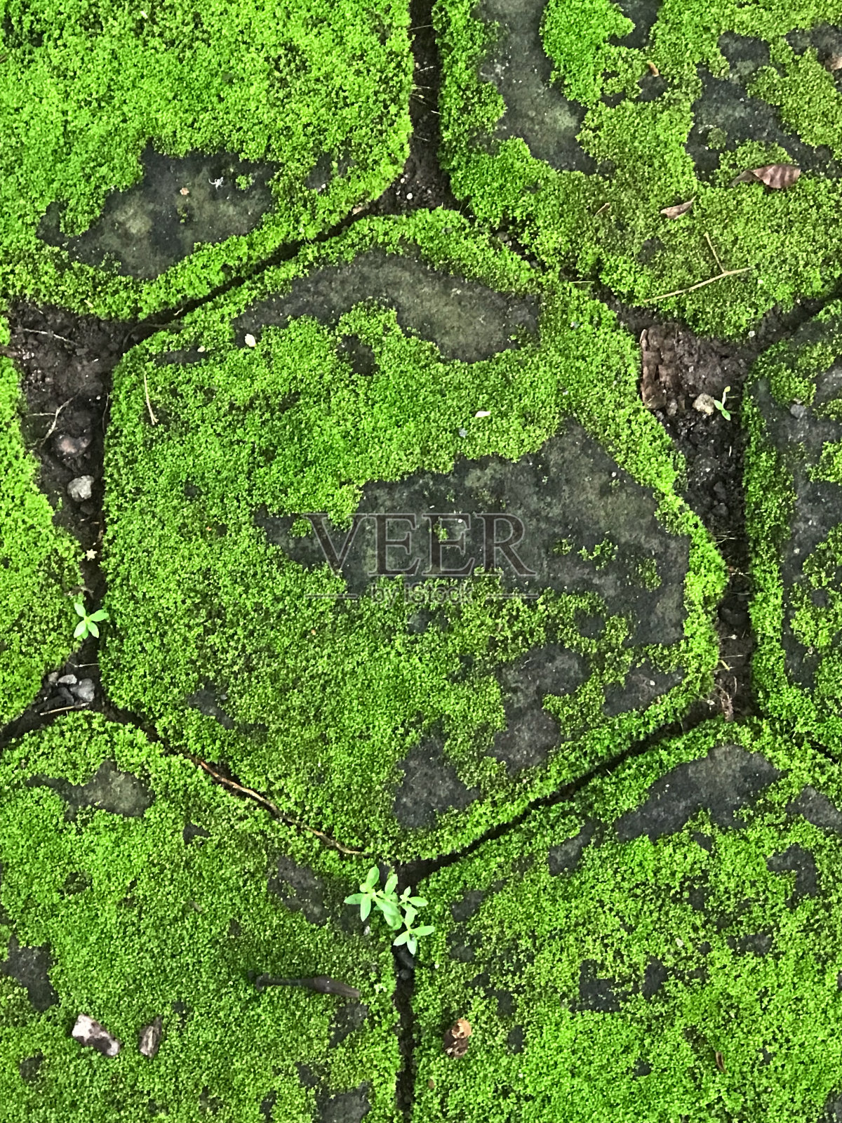 长满青苔的铺路石照片摄影图片