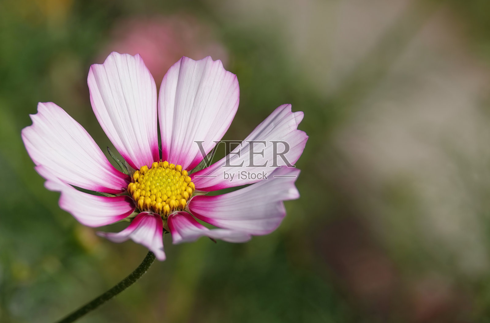 一个孤立的花园宇宙花，双翅宇宙花的选择性聚焦镜头，背景散焦。照片摄影图片