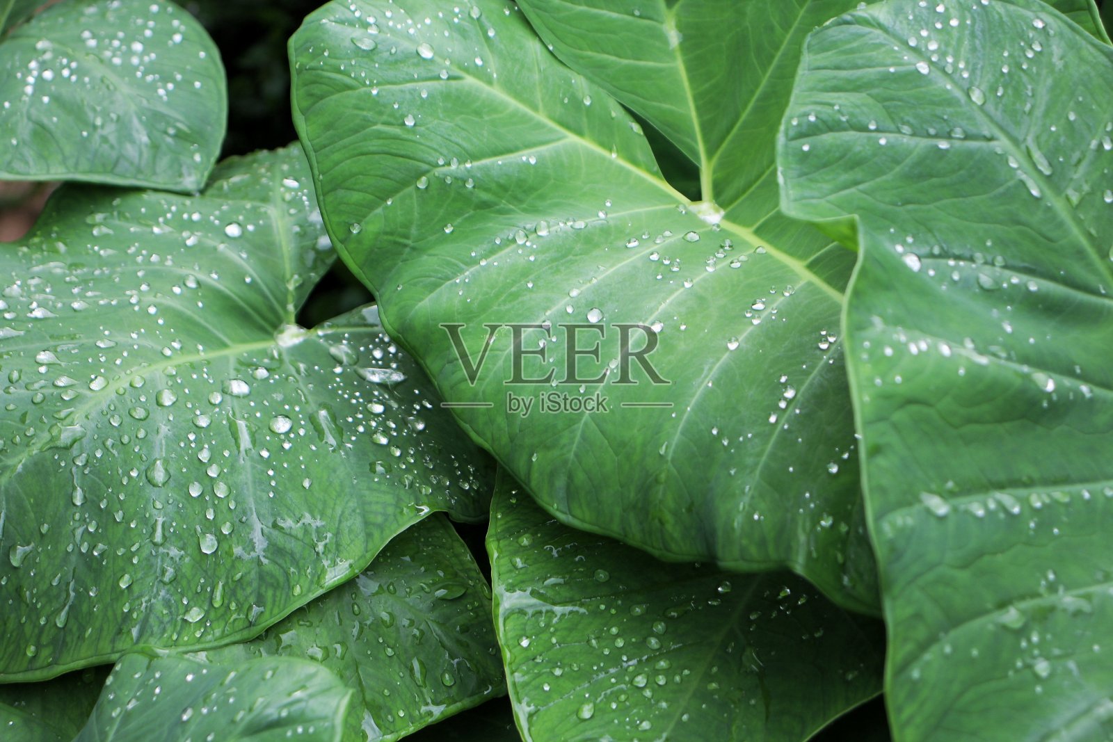 芋头叶。照片摄影图片