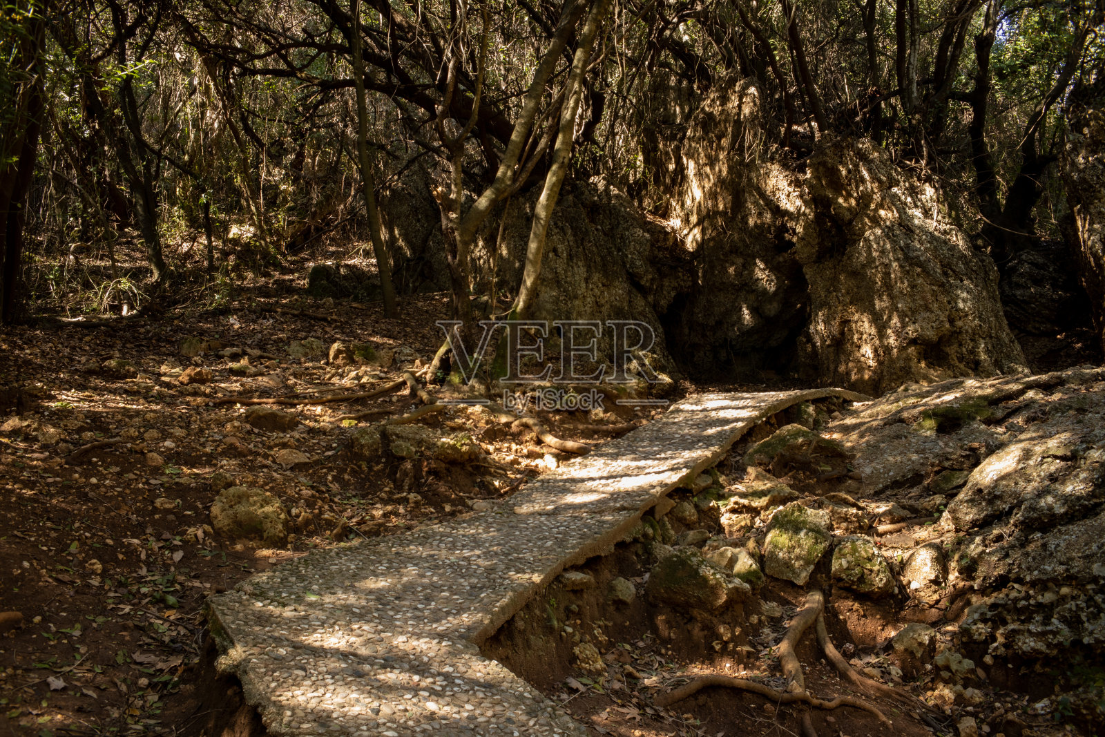 林间的一条石径照片摄影图片