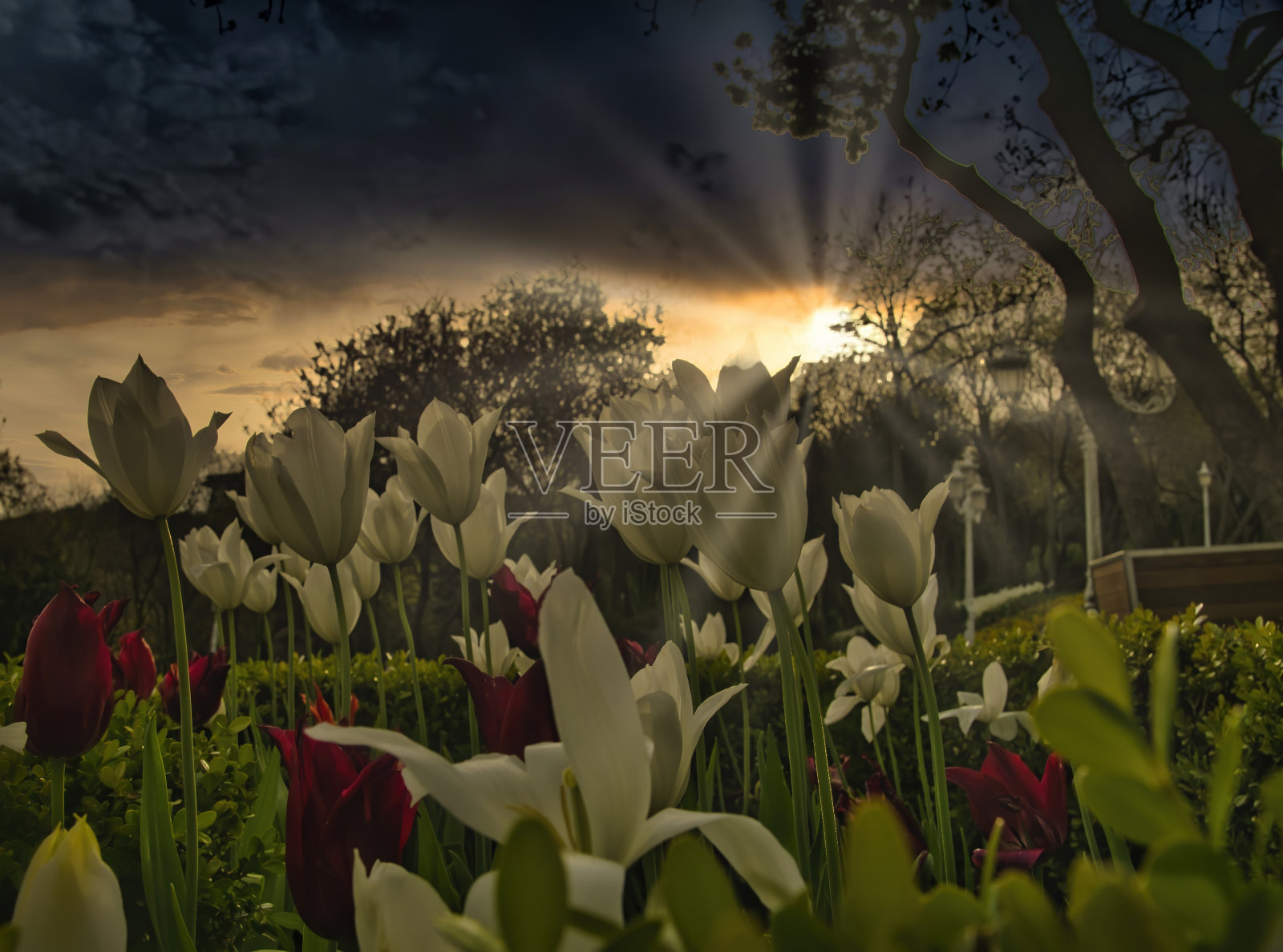 伊斯坦布尔的彩色郁金香照片摄影图片