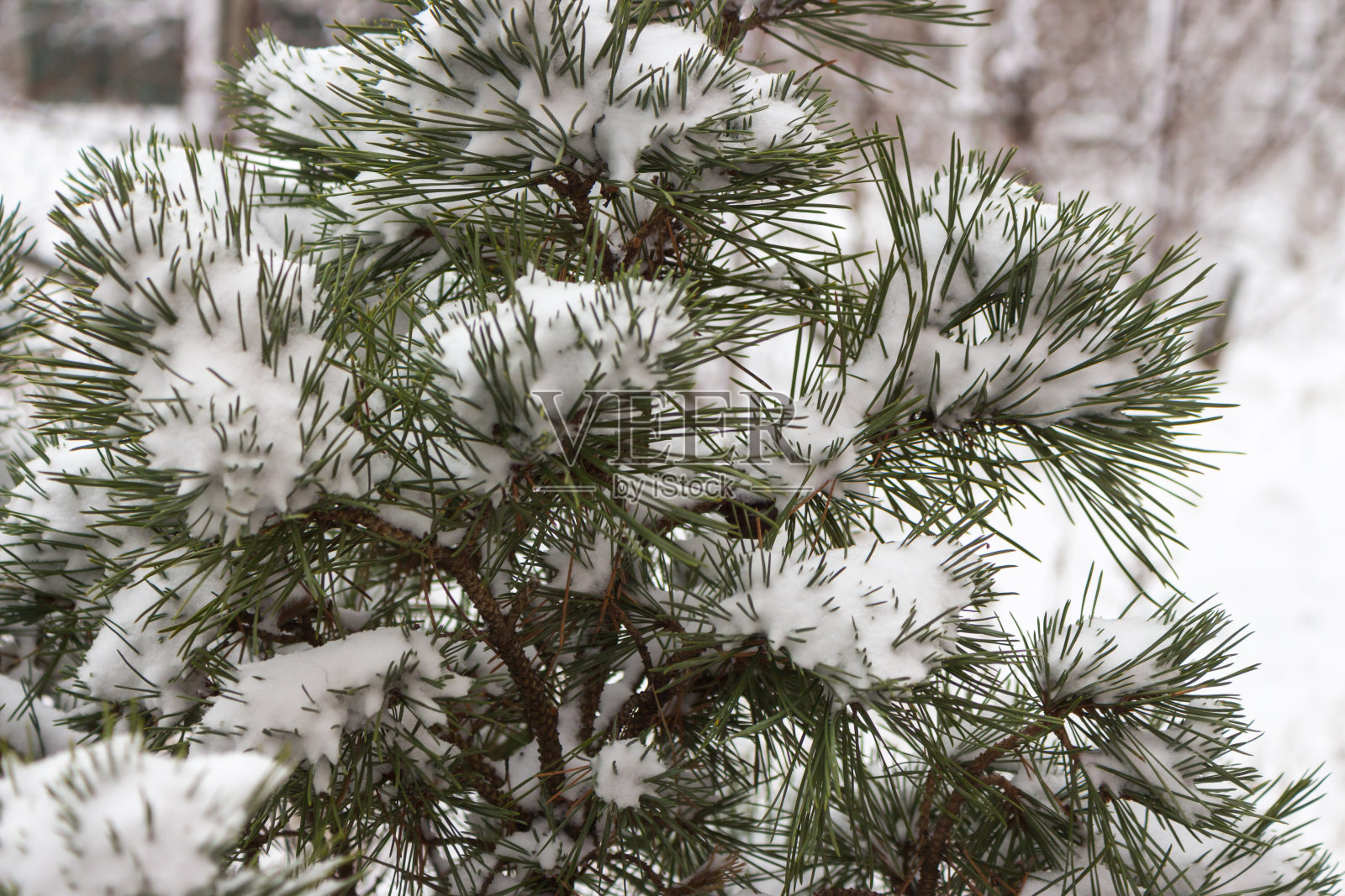 雪覆盖着松针。冬季森林背景。冻结大自然的细节。森林里的雪。松树上的白霜。雪下的针叶树。冬天天气寒冷。照片摄影图片