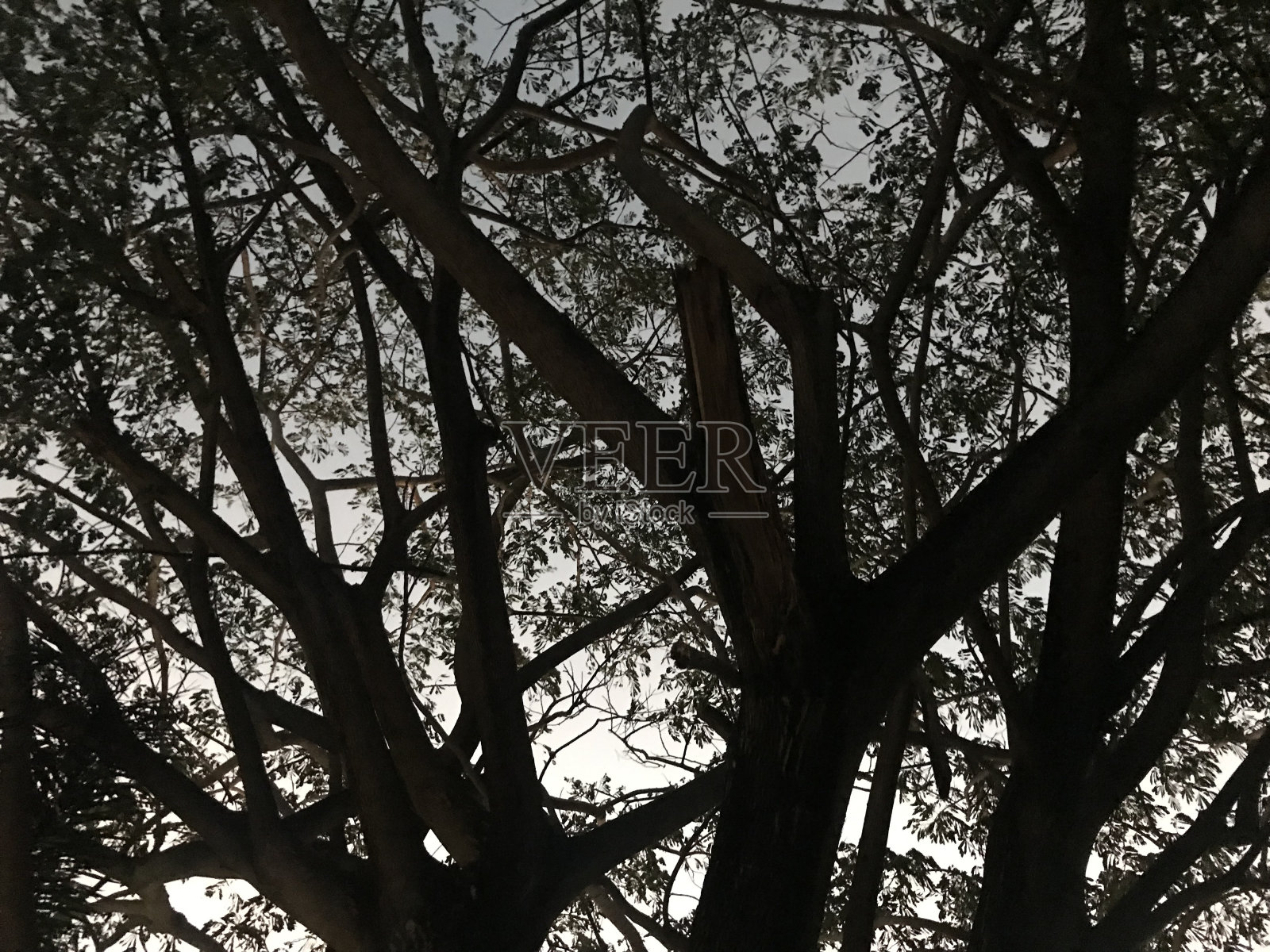 树的影子照片摄影图片