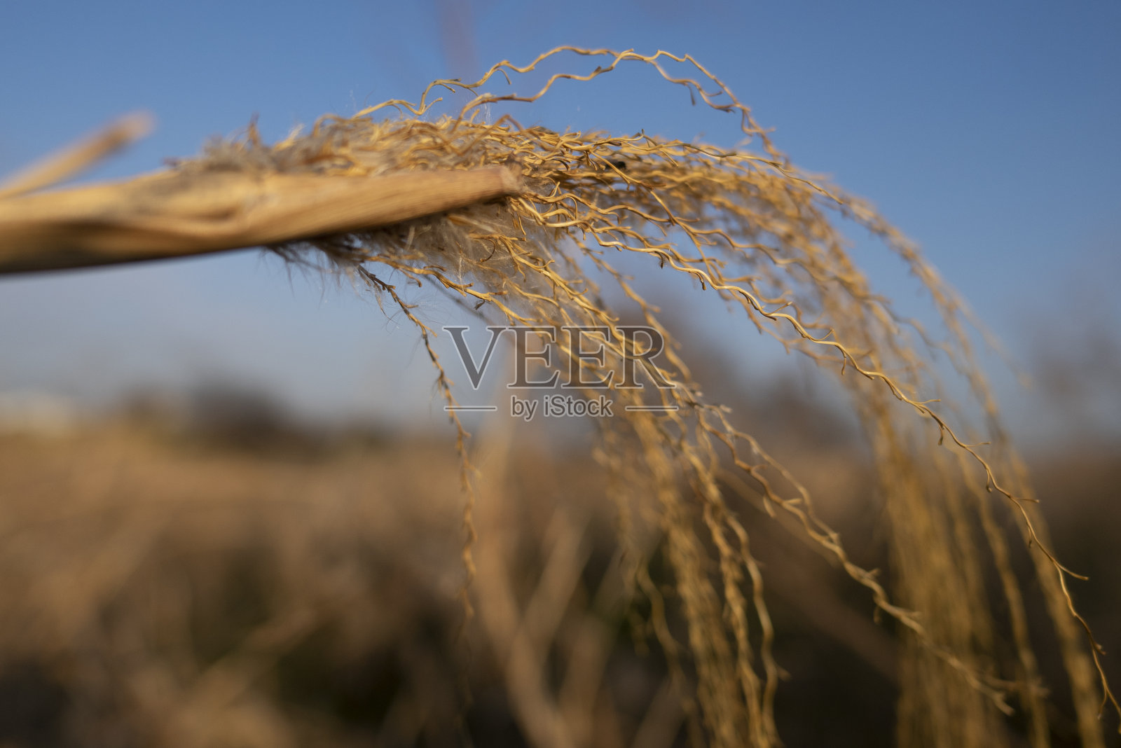 芒草sinensis照片摄影图片