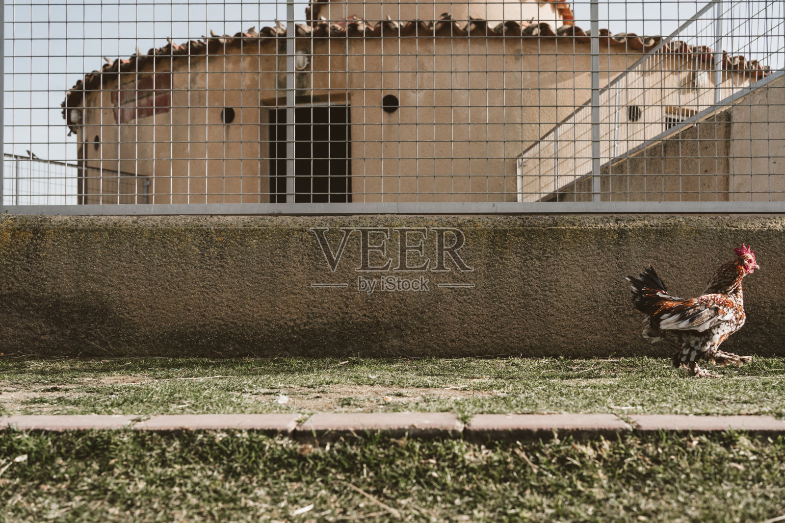 一只美丽的公鸡在农场里散步的镜头照片摄影图片