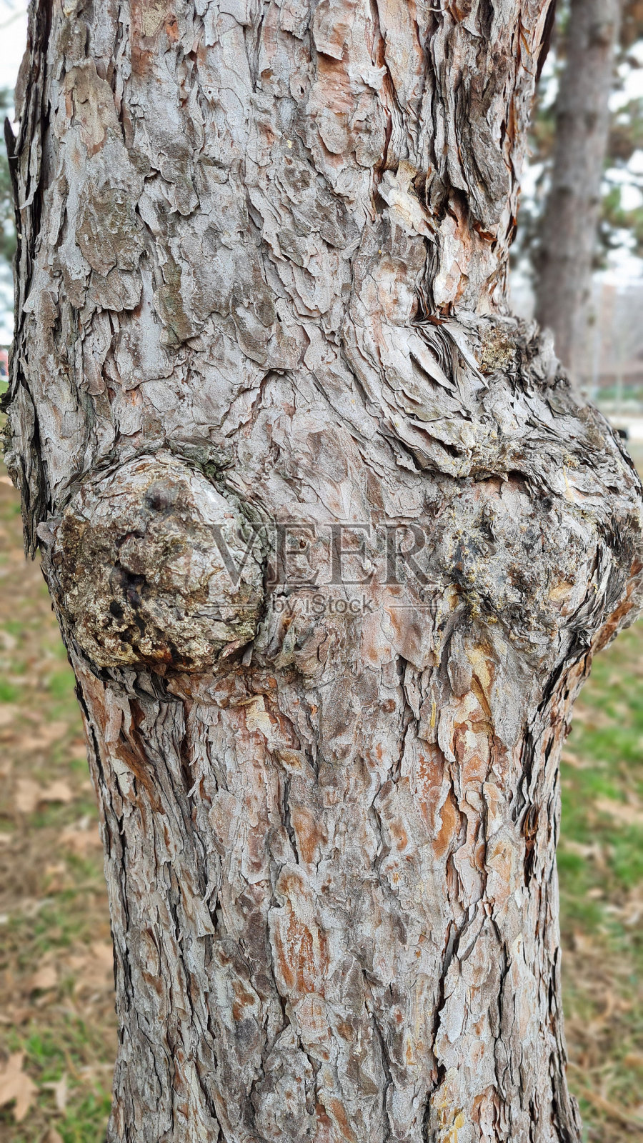 树皮照片摄影图片