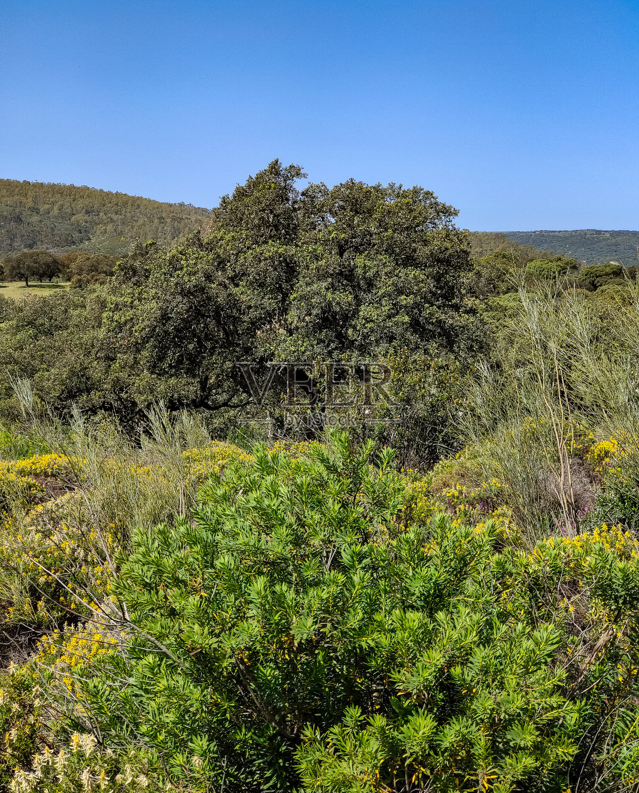 山谷里的树照片摄影图片