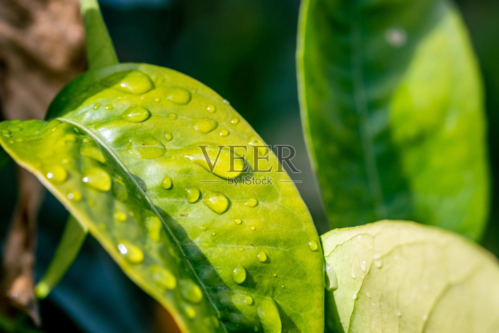 水滴在树上。照片摄影图片