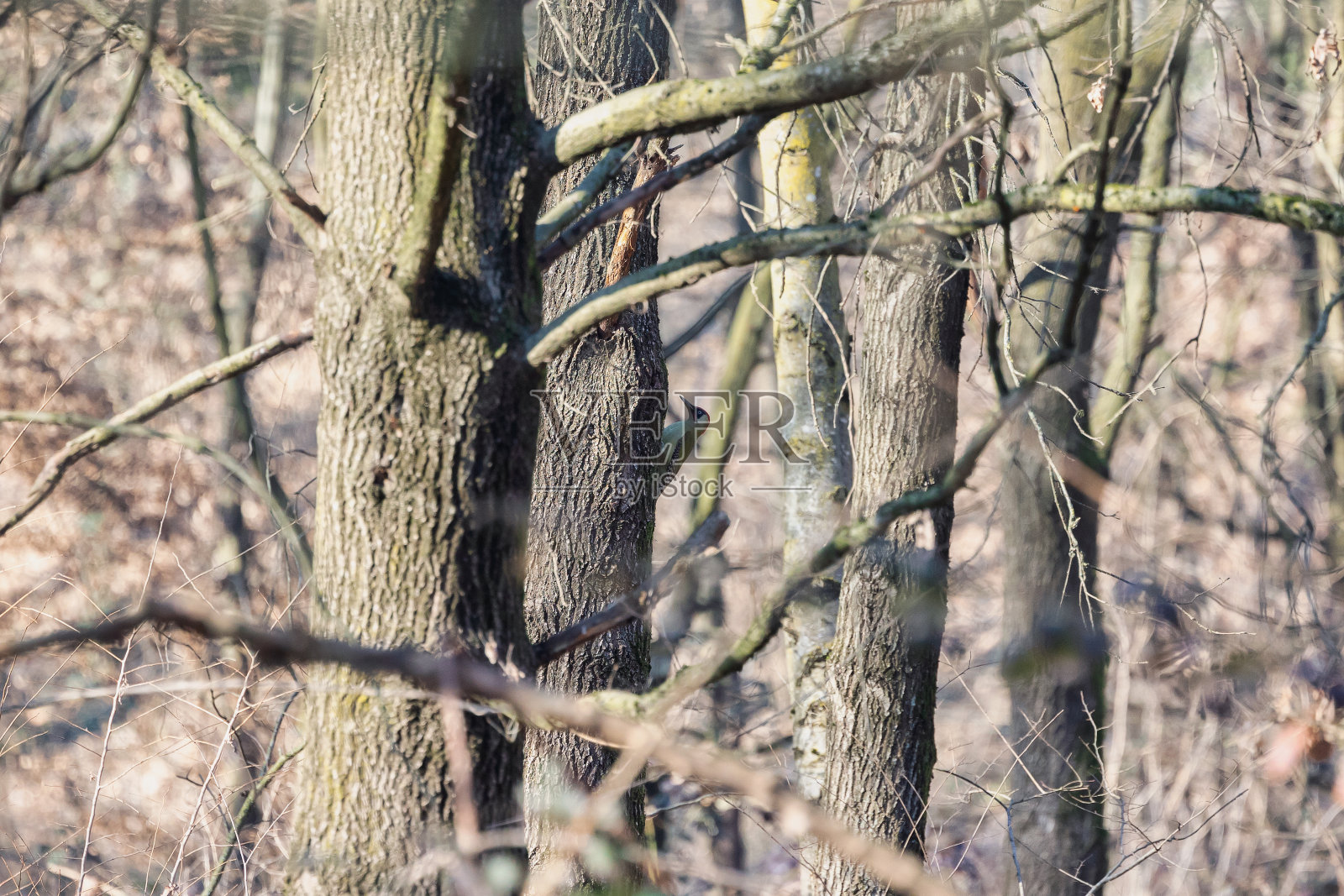 树干上的绿色啄木鸟。照片摄影图片
