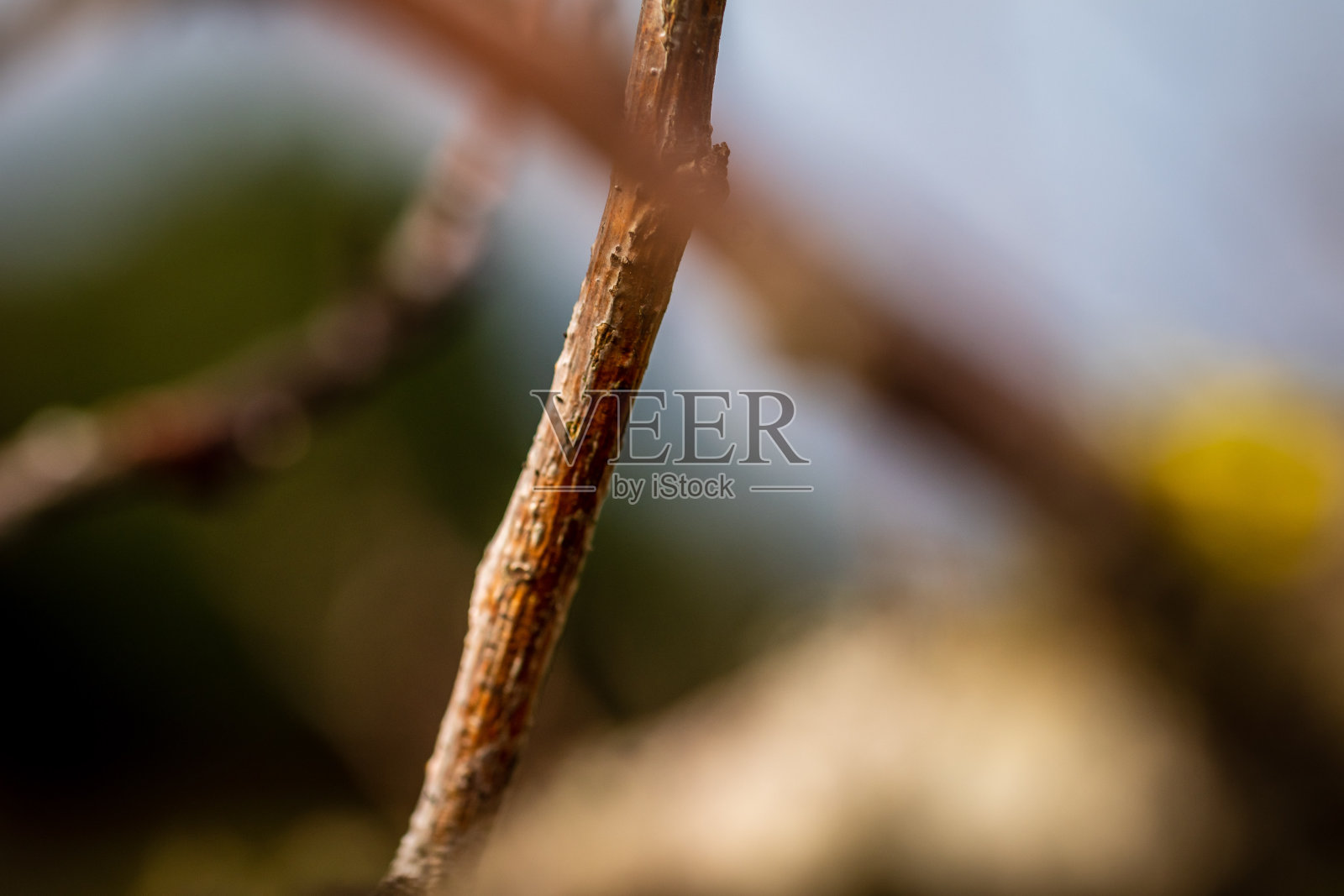 乡村果园里的树枝。照片摄影图片