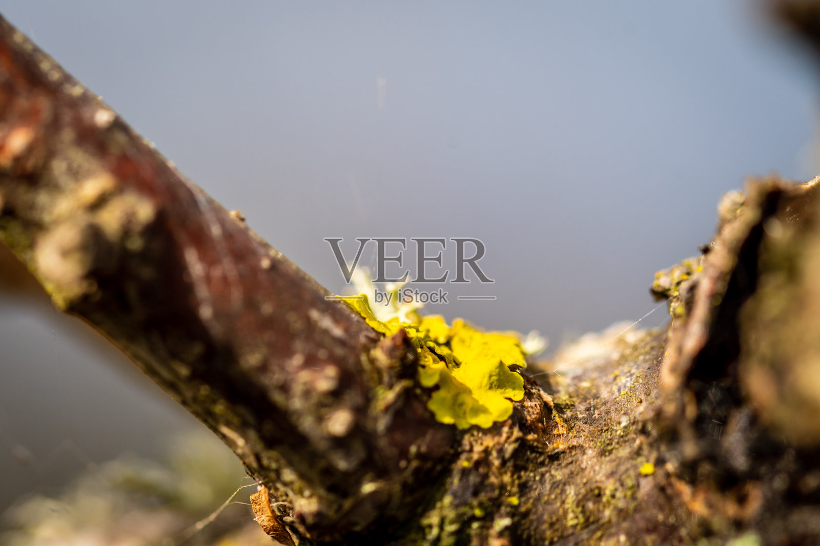 乡村果园里的树枝。照片摄影图片