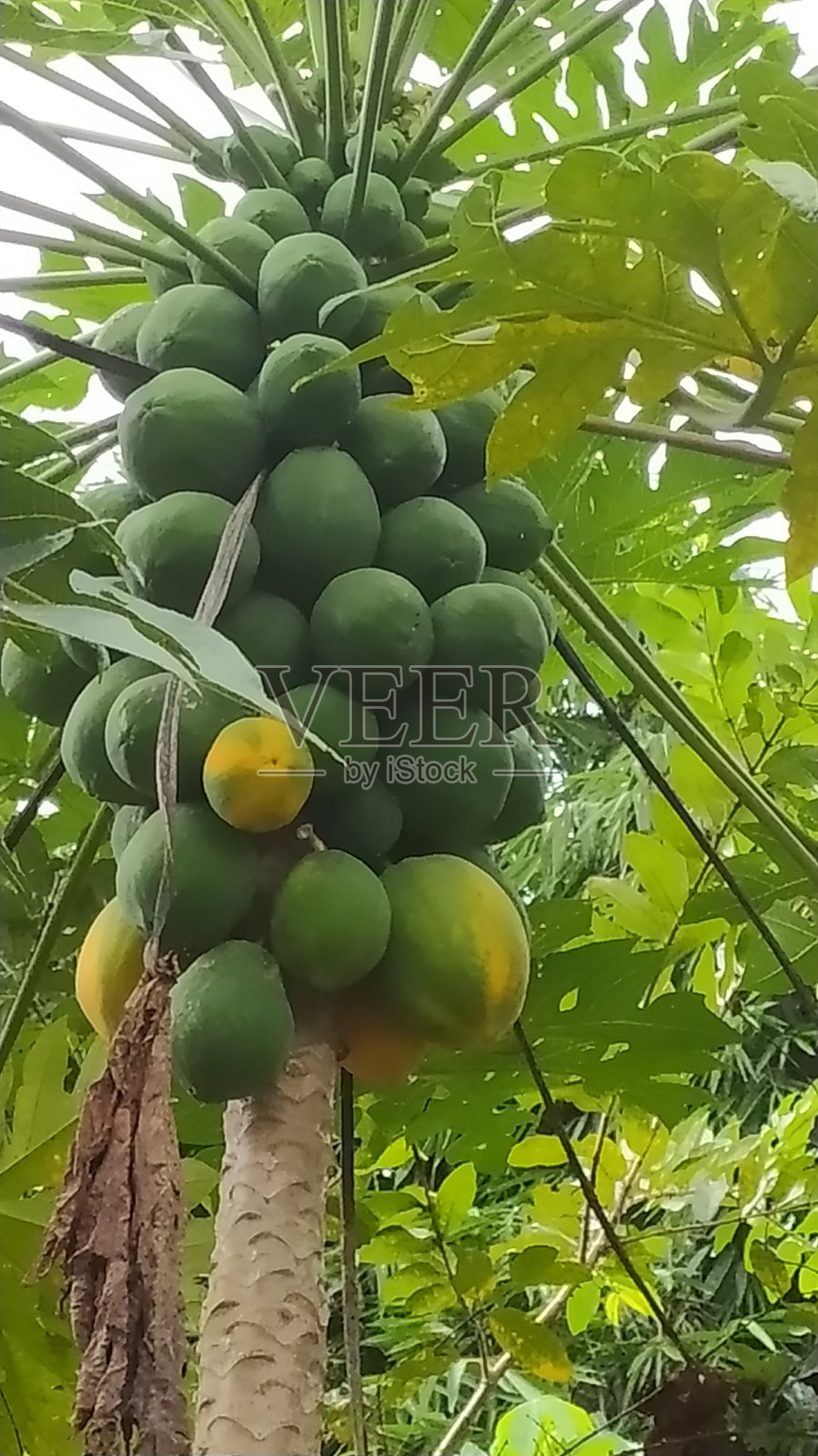 木瓜或番木瓜，当地水果照片摄影图片