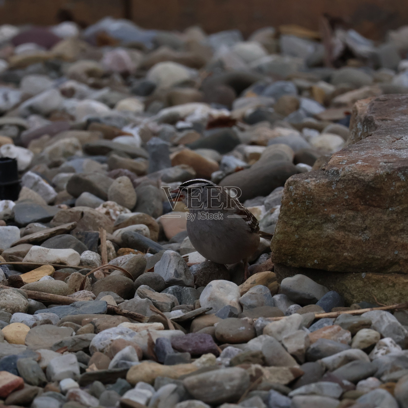 家雀，白冠雀和鹅照片摄影图片