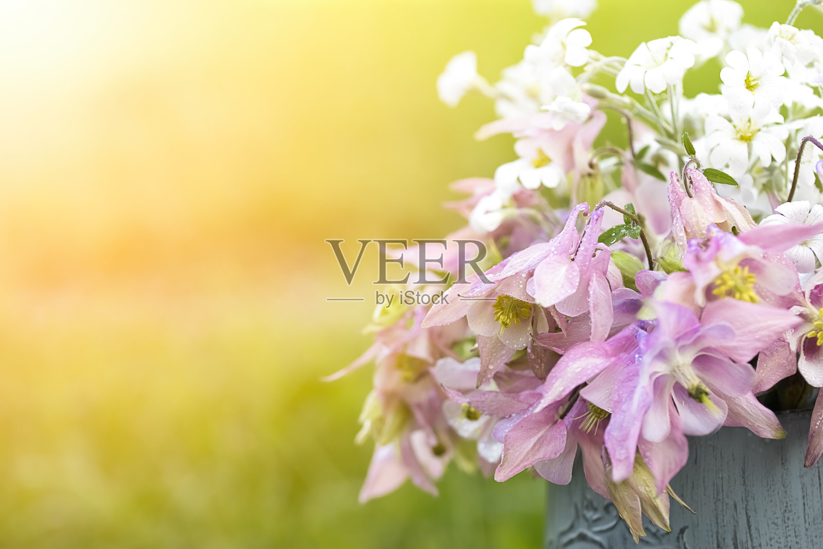 一张阳光明媚的照片，背景模糊，花瓶里插着粉白色的花朵照片摄影图片