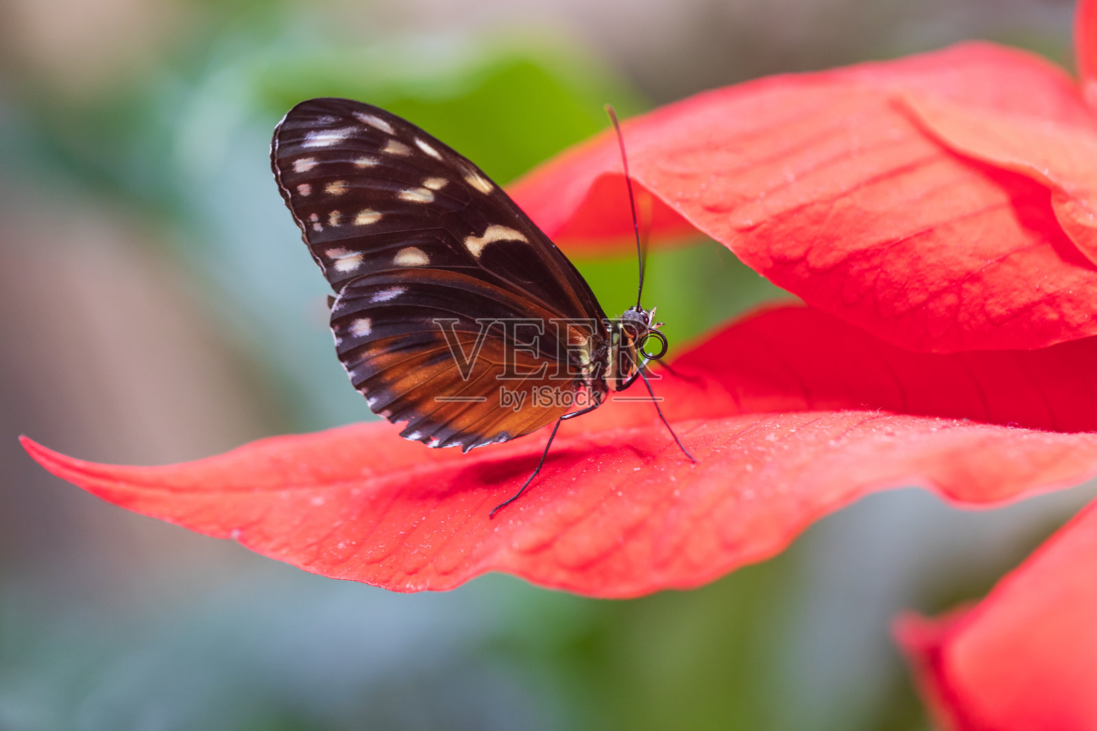 一只美丽的大多彩的蝴蝶在它的自然栖息地。照片摄影图片